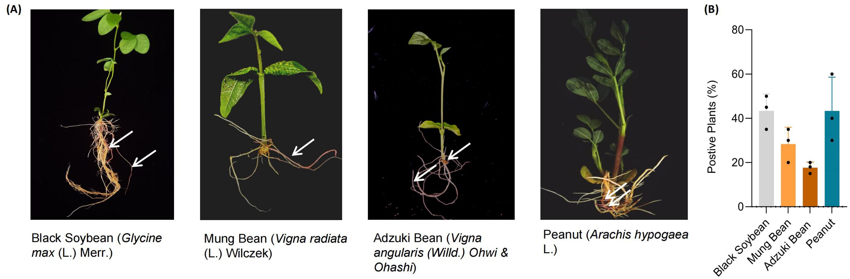 Four images show different plants: Black Soybean, Mung Bean, Adzuki Bean, and Peanut, each with arrows indicating specific root structures. A bar graph compares the percentage of positive plants for each type, showing Black Soybean with the highest percentage and Adzuki Bean with the lowest.