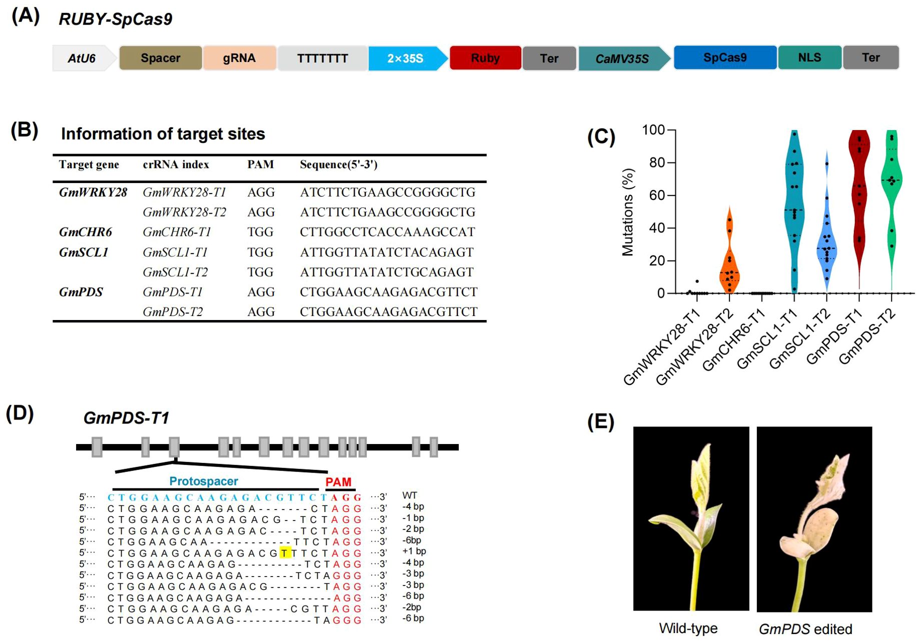 Diagram showcasing CRISPR-Cas9 components, target site table, mutation percentage graph, sequence alignment, and plant phenotype comparison. Panel (A) shows a schematic of RUBY-SpCas9 components. Panel (B) presents a table of target genes, crRNA indices, PAM sequences, and target sequences. Panel (C) is a violin plot showing mutation percentages for different genes. Panel (D) depicts sequence alignment of GmPDS-T1 with protospacer and PAM regions highlighted. Panel (E) compares wild-type and GmPDS edited plant phenotypes.