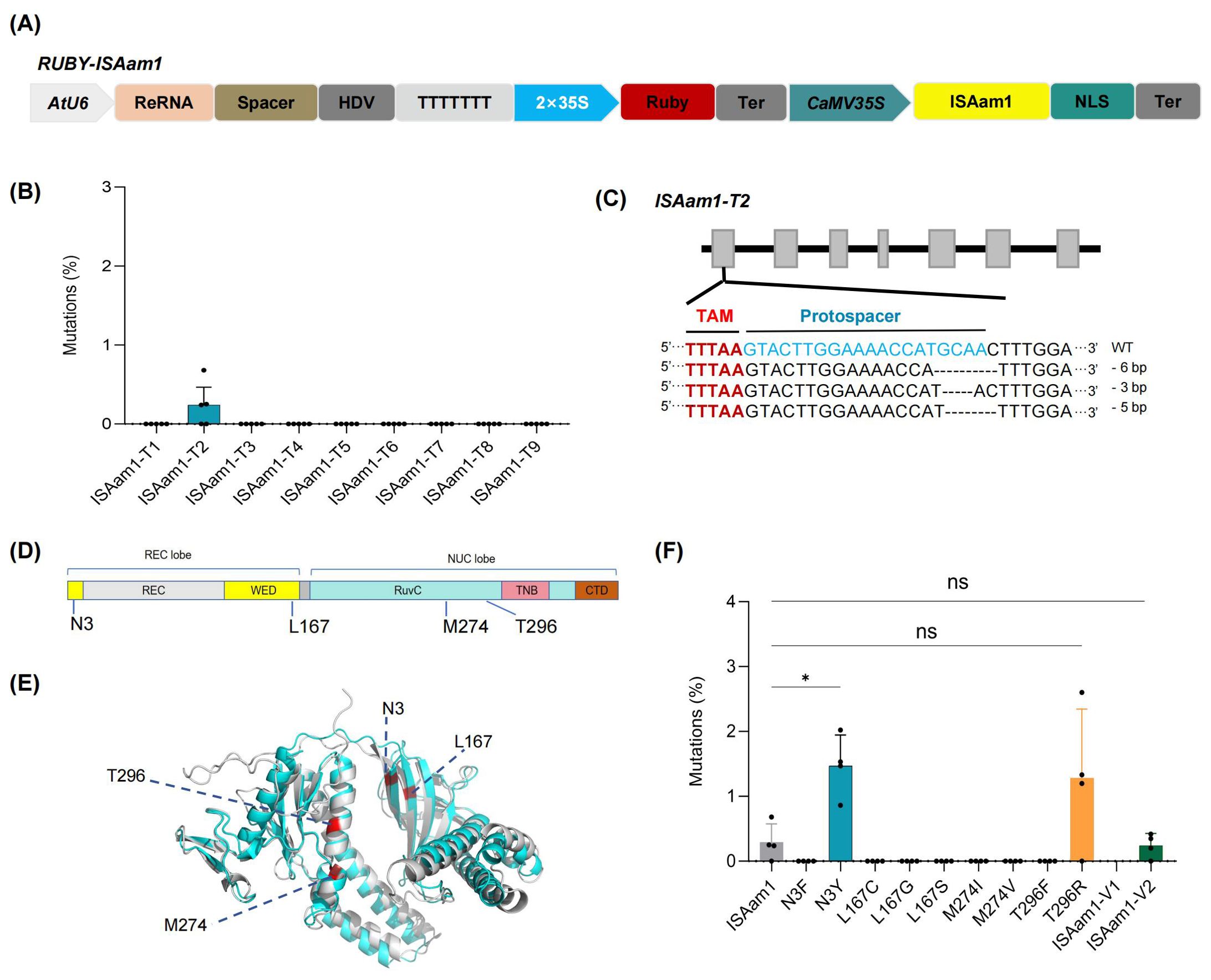 Diagram showing genetic elements and mutation analysis: (A)Diagram of the genetic construct RUBY-ISAam1. (B) Bar chart showing mutation percentages across ISAam1 variants; ISAam1-T2 shows the highest mutation rate. (C) Schematic of ISAam1-T2 with a highlighted protospacer and mutations in red. (D) Domainarchitecture of a protein with labeled regions and positions N3, L167, M274, and T296. (E) Protein structure highlighting key positions with dashed lines. (F) Bar chart comparingmutation rates in different variants, with ISAam1-V1 having the highest rate and annotations for statistical significance.