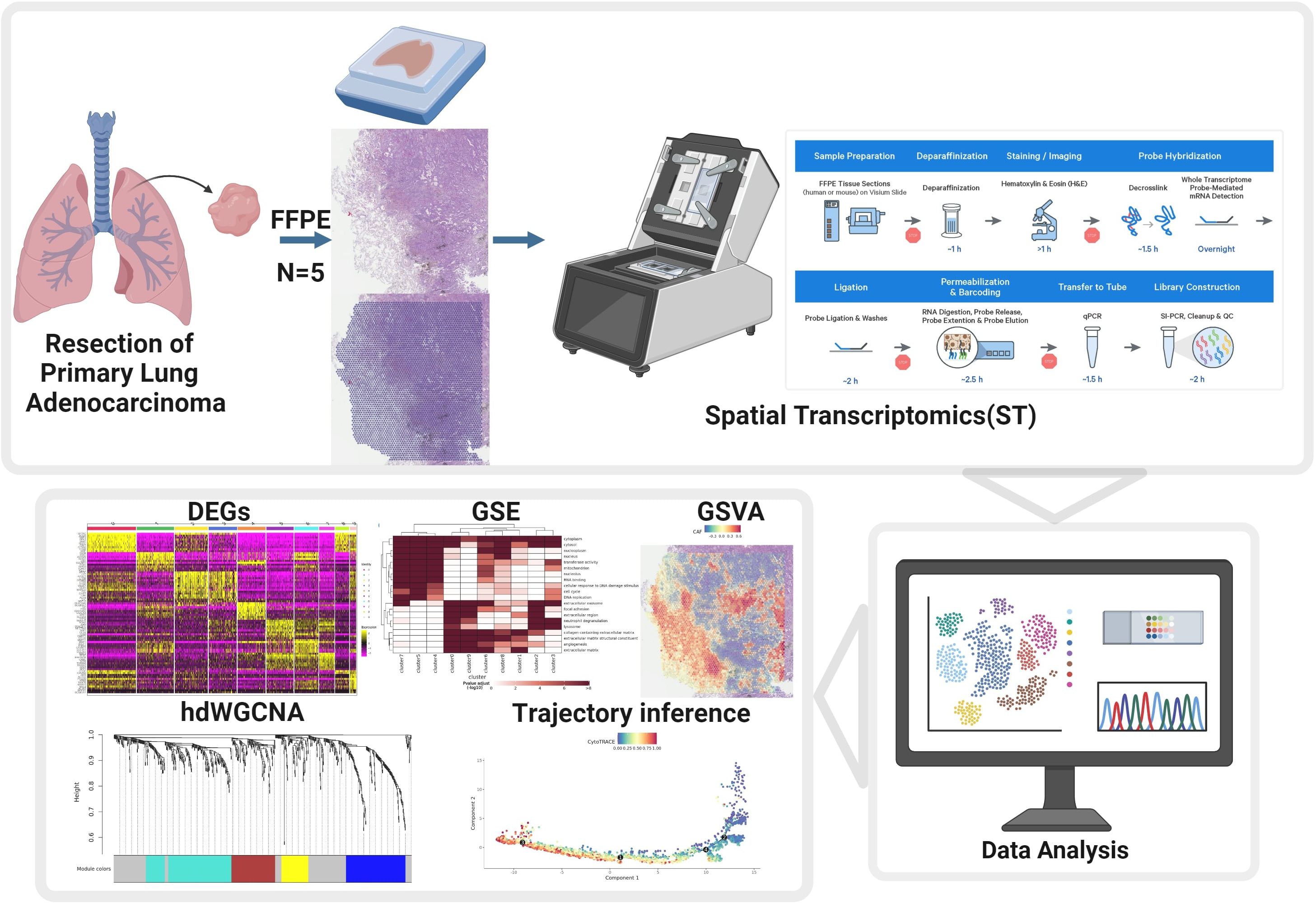 Diagram illustrating the workflow of spatial transcriptomics for primary lung adenocarcinoma. It shows resection and formalin-fixed paraffin-embedded (FFPE) tissue preparation, then sequencing and data analysis. The process includes labeling steps, differential expression gene (DEG) analysis, gene set enrichment (GSE), gene set variation analysis (GSVA), and trajectory inference. Concluding with data visualization on a computer screen.