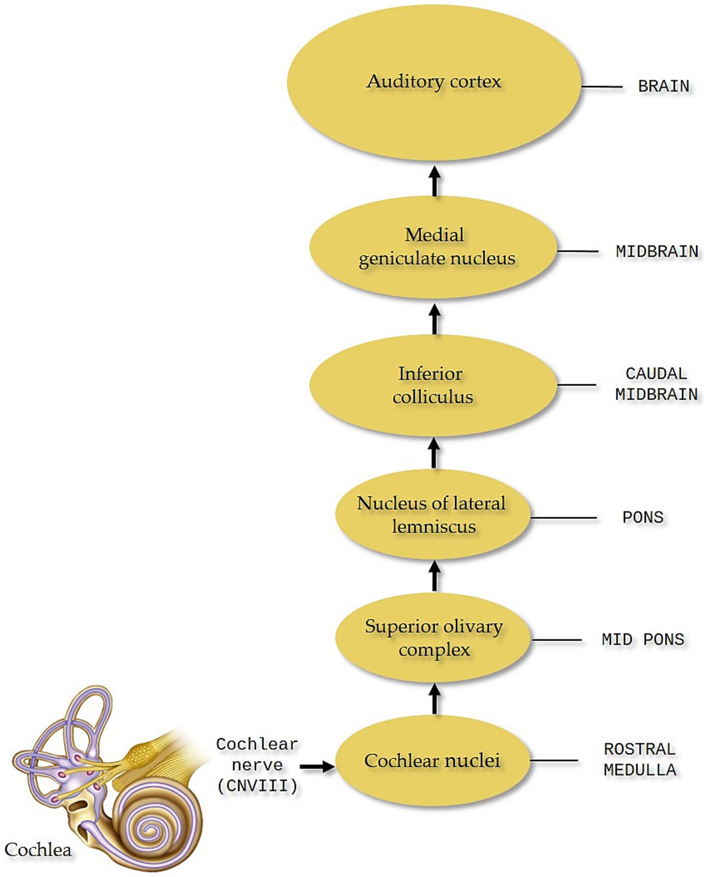 Diagram illustrating the auditory pathway. Starting from the cochlea, sound signals travel via the cochlear nerve to the cochlear nuclei in the rostral medulla, then to the superior olivary complex in the mid pons. They continue through the nucleus of lateral lemniscus in the pons, to the inferior colliculus in the caudal midbrain, followed by the medial geniculate nucleus in the midbrain, and finally reach the auditory cortex in the brain.