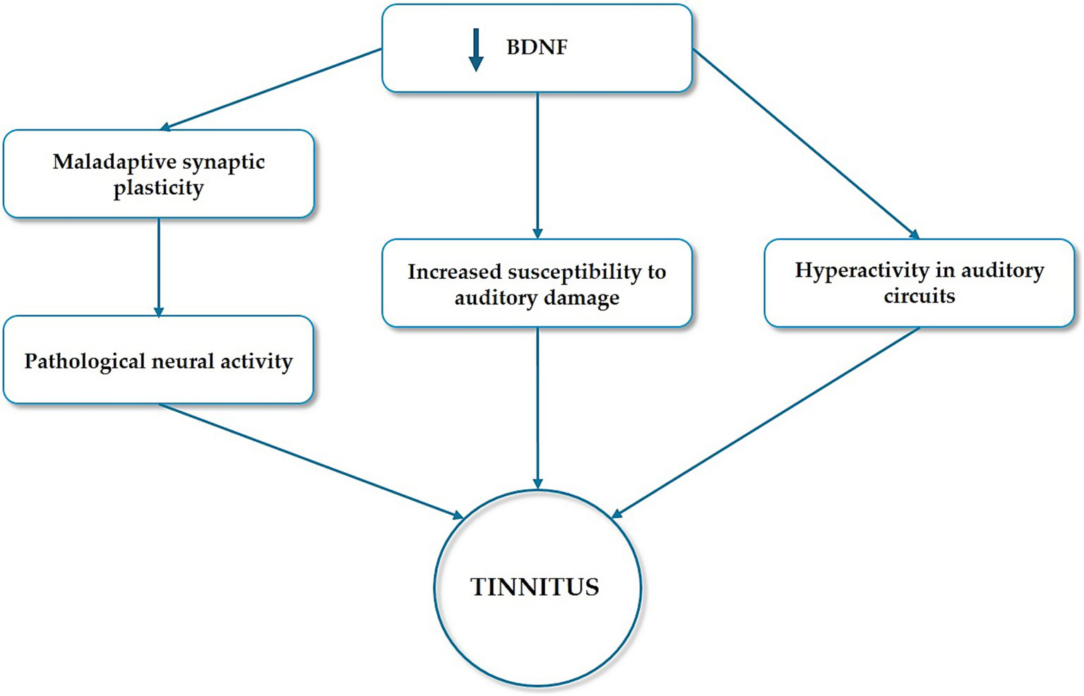 Flow chart summarizing the role of BDNF dysregulation in tinnitus pathophysiology. Beyond impairing survival and function of neurons in the auditory pathway, BDNF dysregulation may promote maladaptive synaptic plasticity in the auditory and limbic systems, thereby contributing to tinnitus.