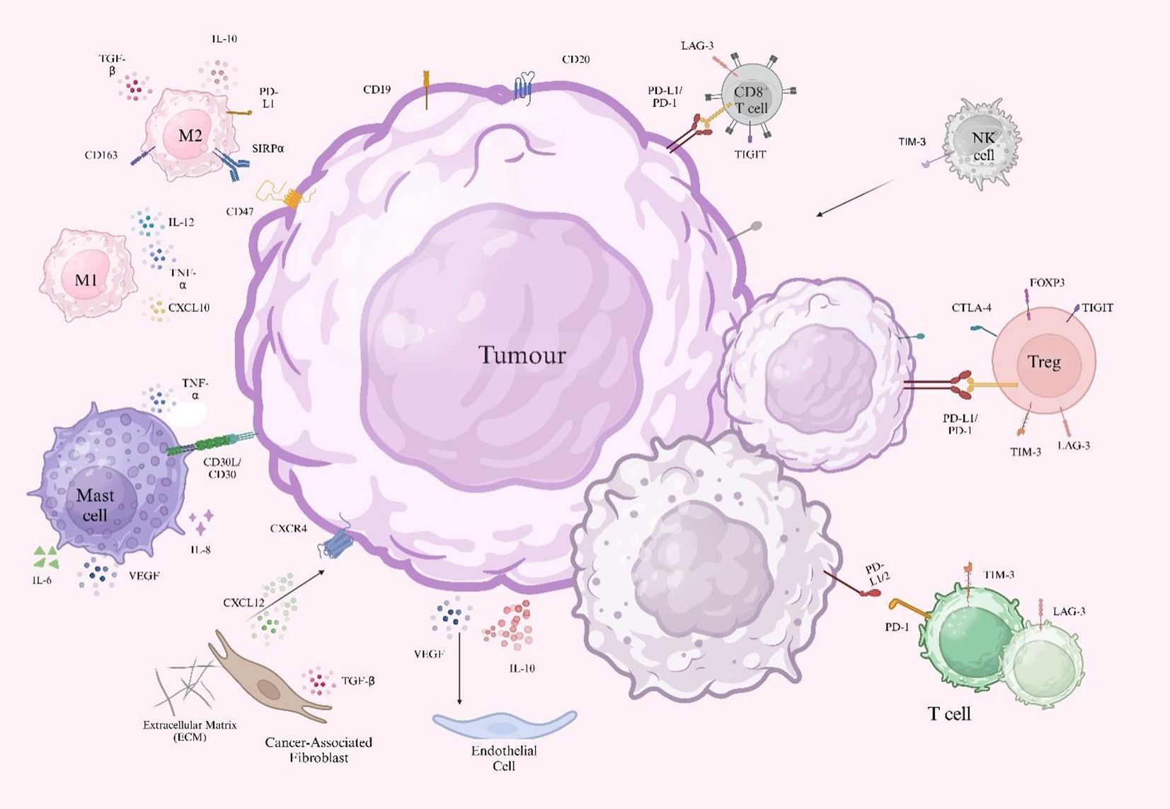 Illustration of a tumor microenvironment showing interactions between various immune cells and a tumor cell. Labels indicate cell types such as M1 and M2 macrophages, mast cells, CD8+ T cells, NK cells, Treg cells, endothelial cells, and cancer-associated fibroblasts. Various molecular interactions, like cytokines and ligands such as PD-L1/PD-1, CTLA-4, and others, are depicted, emphasizing the complex cellular and molecular network in tumor biology.