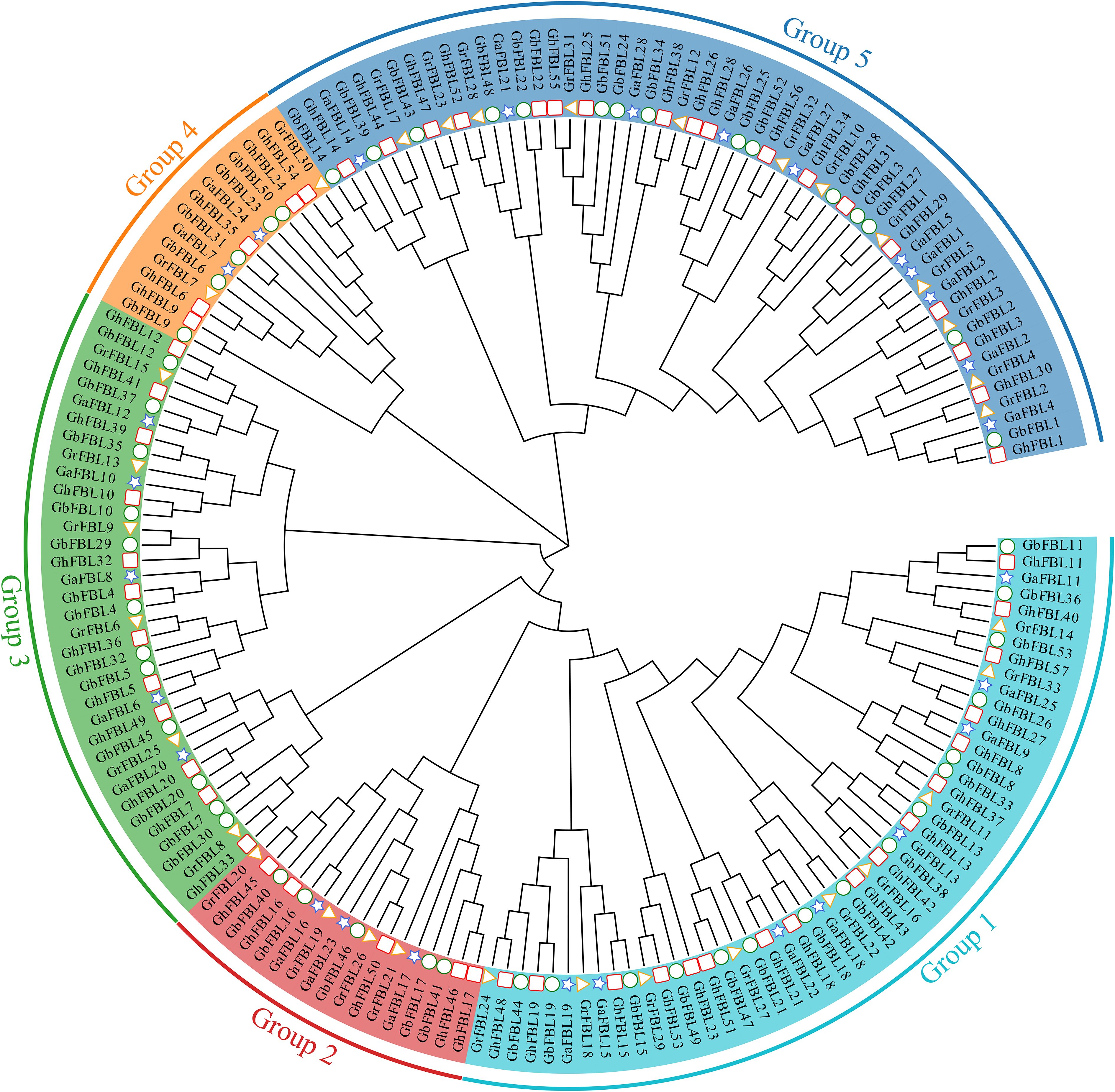A circular phylogenetic tree diagram divided into five groups, each represented by a different color. Groups are labeled as Group 1, Group 2, Group 3, Group 4, and Group 5, with each containing various gene identifiers. The diagram illustrates evolutionary relationships among the genes.
