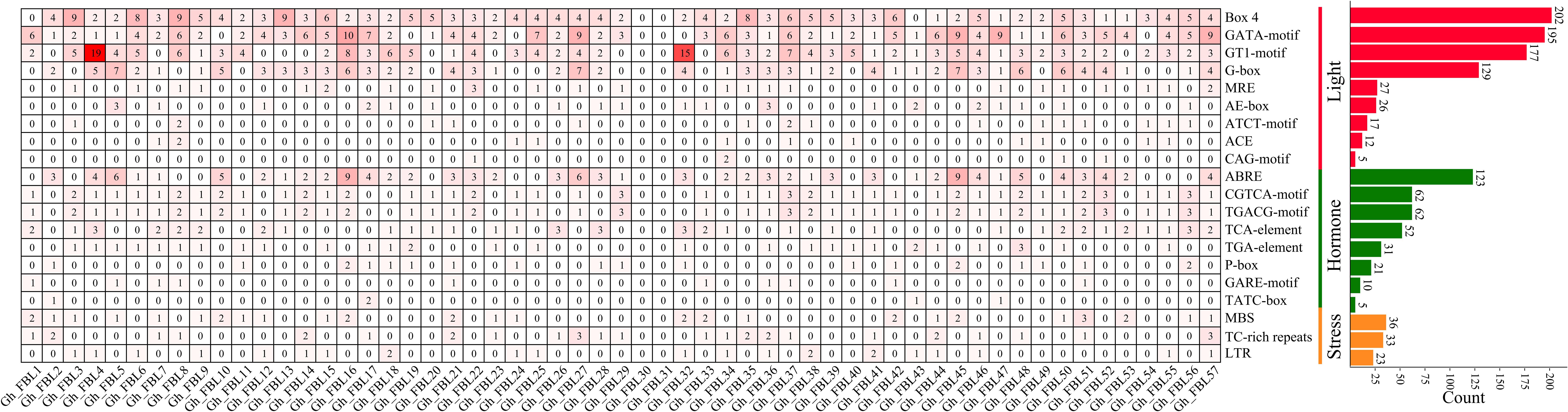 Heatmap and bar chart illustrating motif counts in various categories like Light, Hormone, and Stress across different samples labeled Gh_FBL1 to Gh_FBL57. Light motifs, such as Box 4 and GATA-motif, are most prevalent, indicated by higher counts and darker red shading. Hormone motifs like ABRE have moderate counts shown in green, while Stress motifs have the least, depicted in orange. The bar chart on the right summarizes these counts, reinforcing the dominance of Light category motifs.