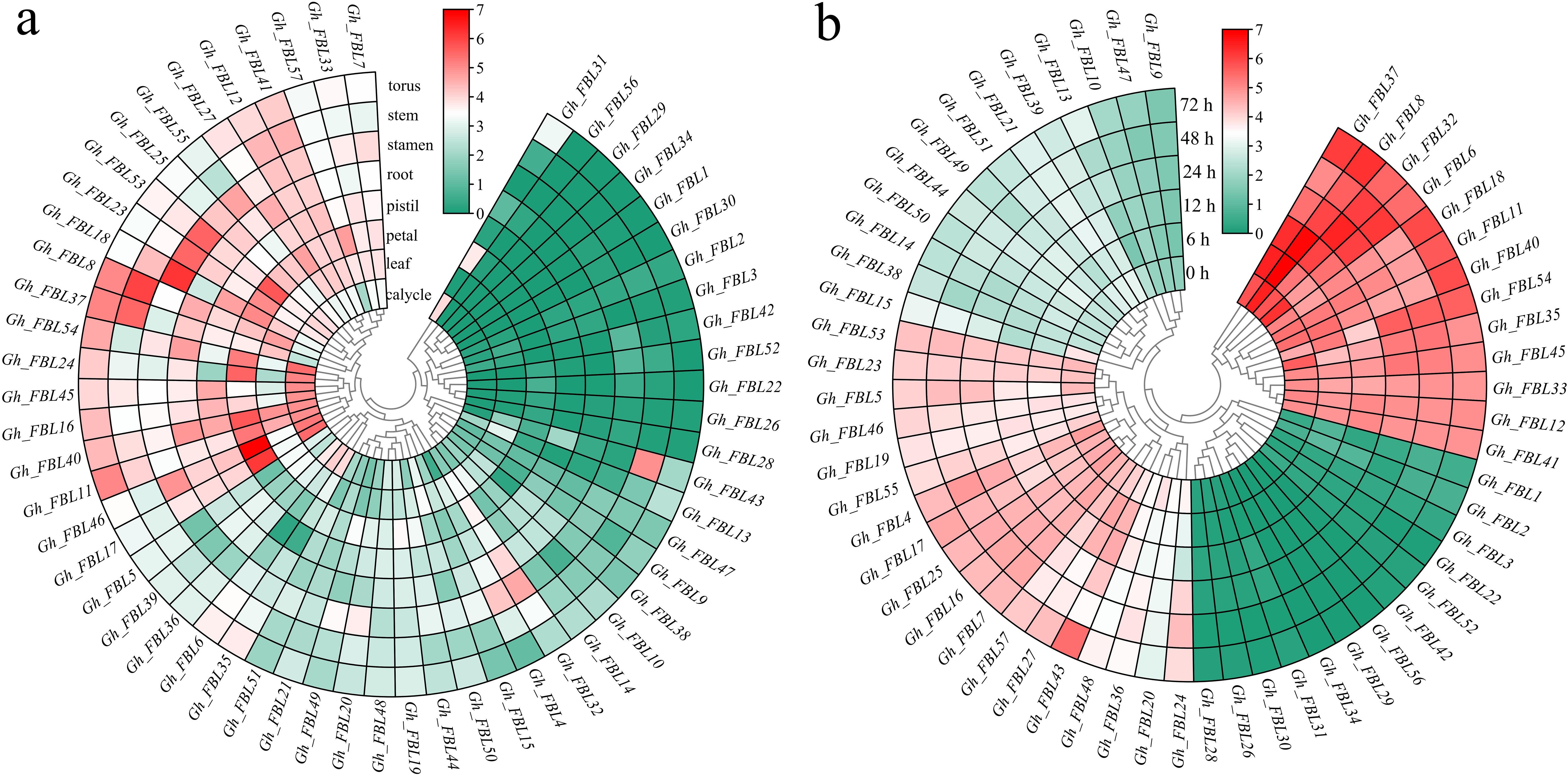 Circular heatmaps labeled “a” and “b” display gene expression levels. “a” shows expression across plant parts: torus, stem, stamen, root, pistil, petal, leaf, calycle. “b” shows expression over time at 0 to 72 hours. Colors range from green to red, indicating expression levels from low to high. Each segment represents a gene labeled with identifiers like “Gh_FBL1” to “Gh_FBL57.” A central dendrogram organizes the data.