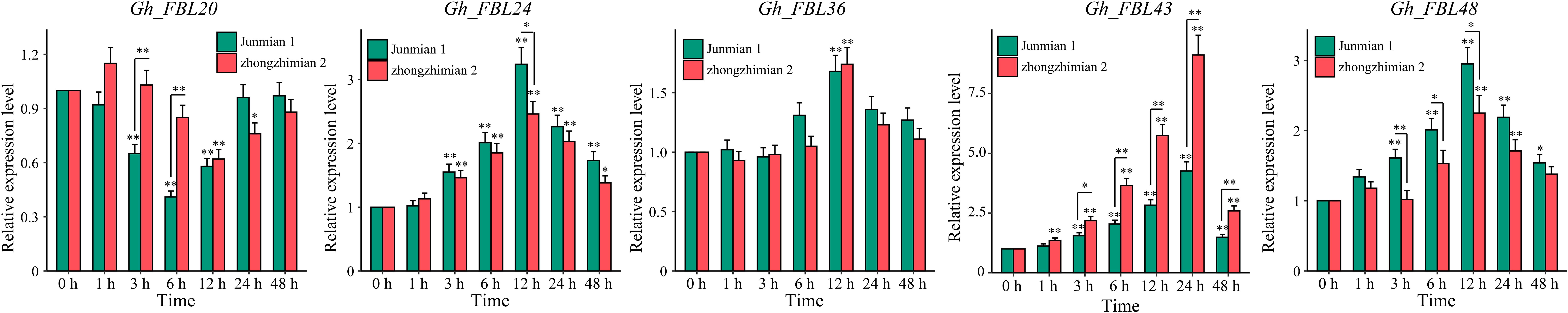 Bar graphs comparing relative expression levels of genes Gh_FBL20, Gh_FBL24, Gh_FBL36, Gh_FBL47, and Gh_FBL48 over time for Junmian 1 (green) and Zhongzhimian 2 (red). Each graph shows expression levels at time intervals: 0, 1, 3, 6, 12, 24, and 48 hours. The graphs indicate varying levels of gene expression between the two types, with statistical significance marked by asterisks.