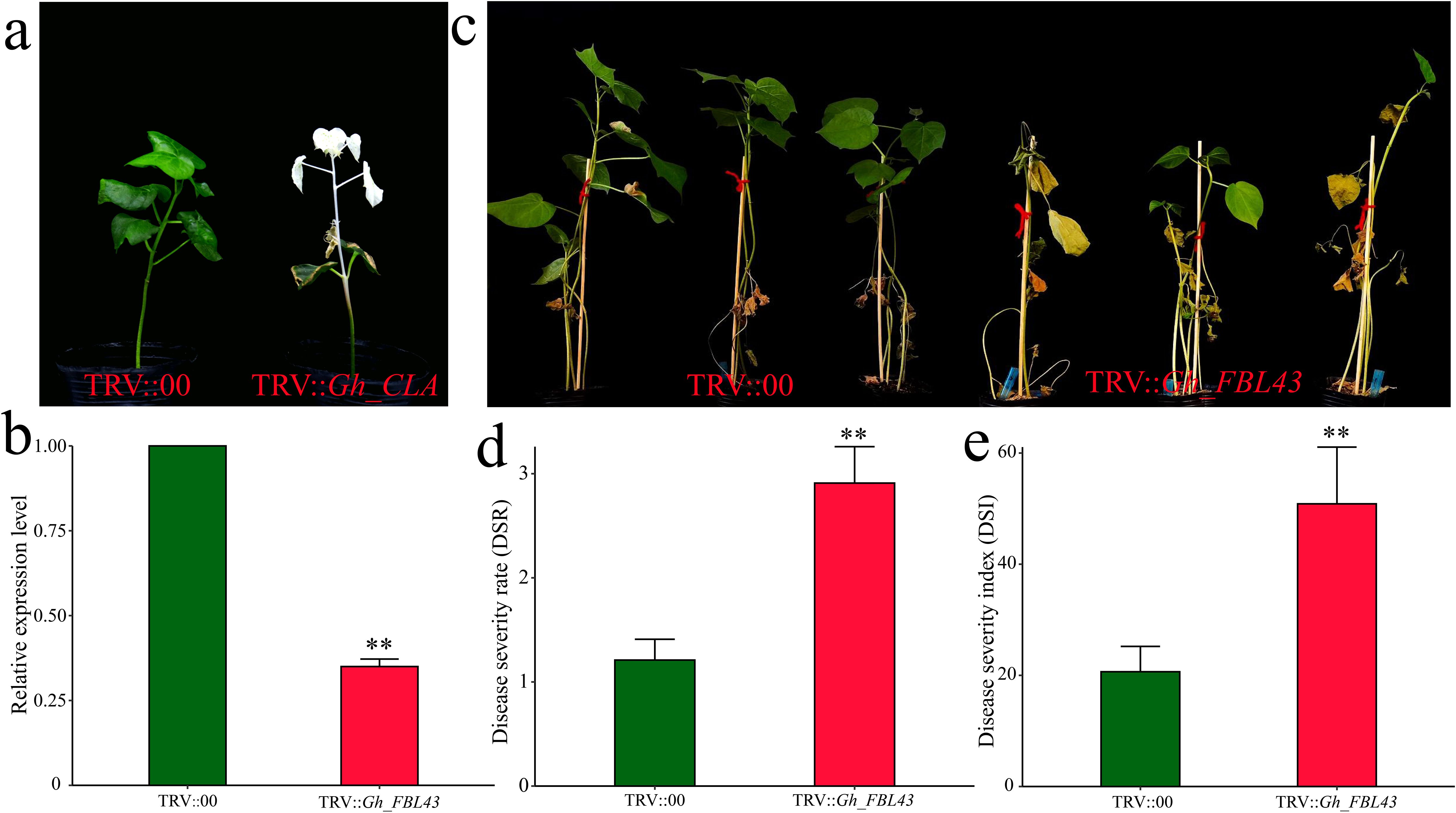 The figure includes several panels: (a) displays two plants, one healthy and one with white leaves, labeled TRV::00 and TRV::Gh_CLA respectively. (c) shows multiple plants exhibiting varying health levels with the labels TRV::00 and TRV::Gh_FBL43. (b), (d), and (e) are bar graphs comparing relative expression level, disease severity rate, and disease severity index between TRV::00 and TRV::Gh_FBL43, showing significantly higher values in the latter for the latter two graphs, indicating greater disease impact.