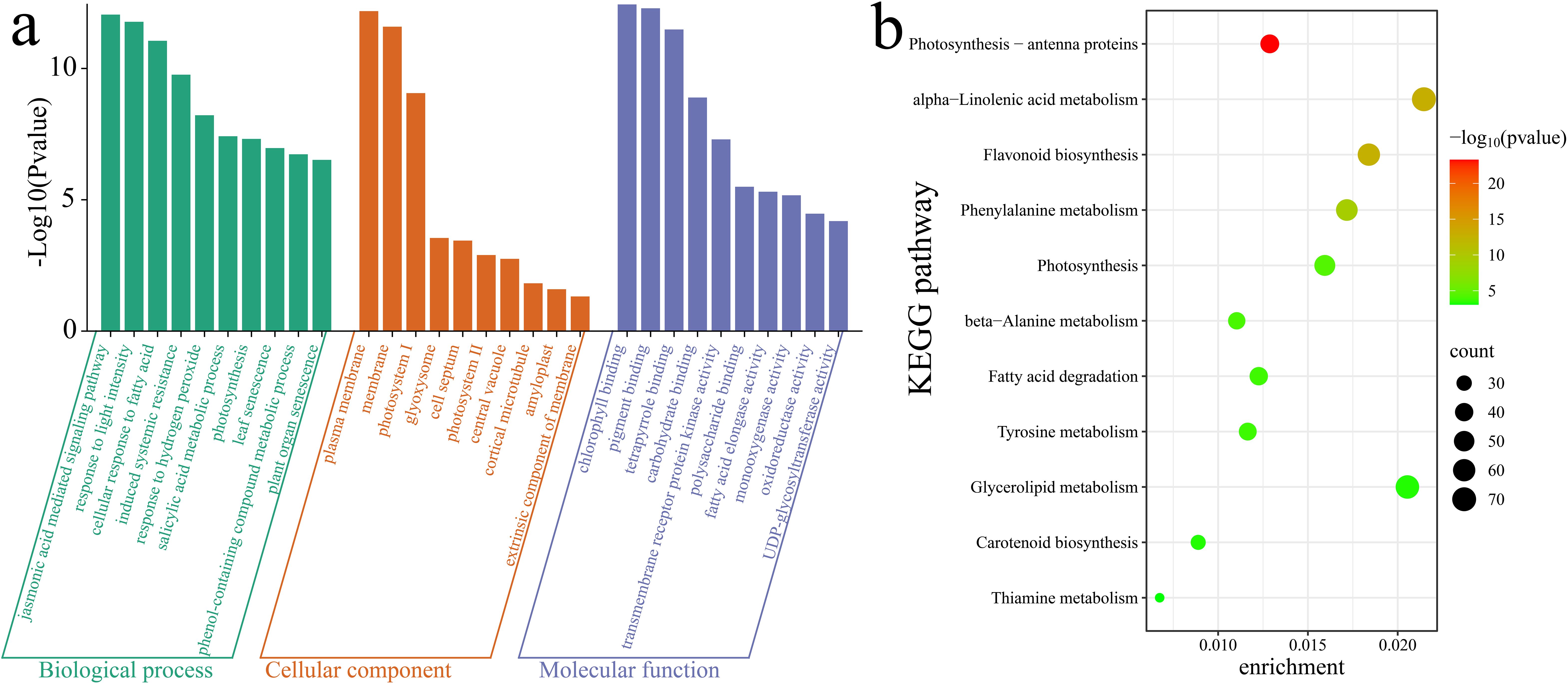 Bar graph and bubble chart depicting gene enrichment analysis. The bar graph (panel a) shows categories: Biological Process, Cellular Component, and Molecular Function, with bars indicating significance (-Log10 p-value). The bubble chart (panel b) displays KEGG pathways with enrichment values, bubble size representing count and color indicating -Log10 p-value.