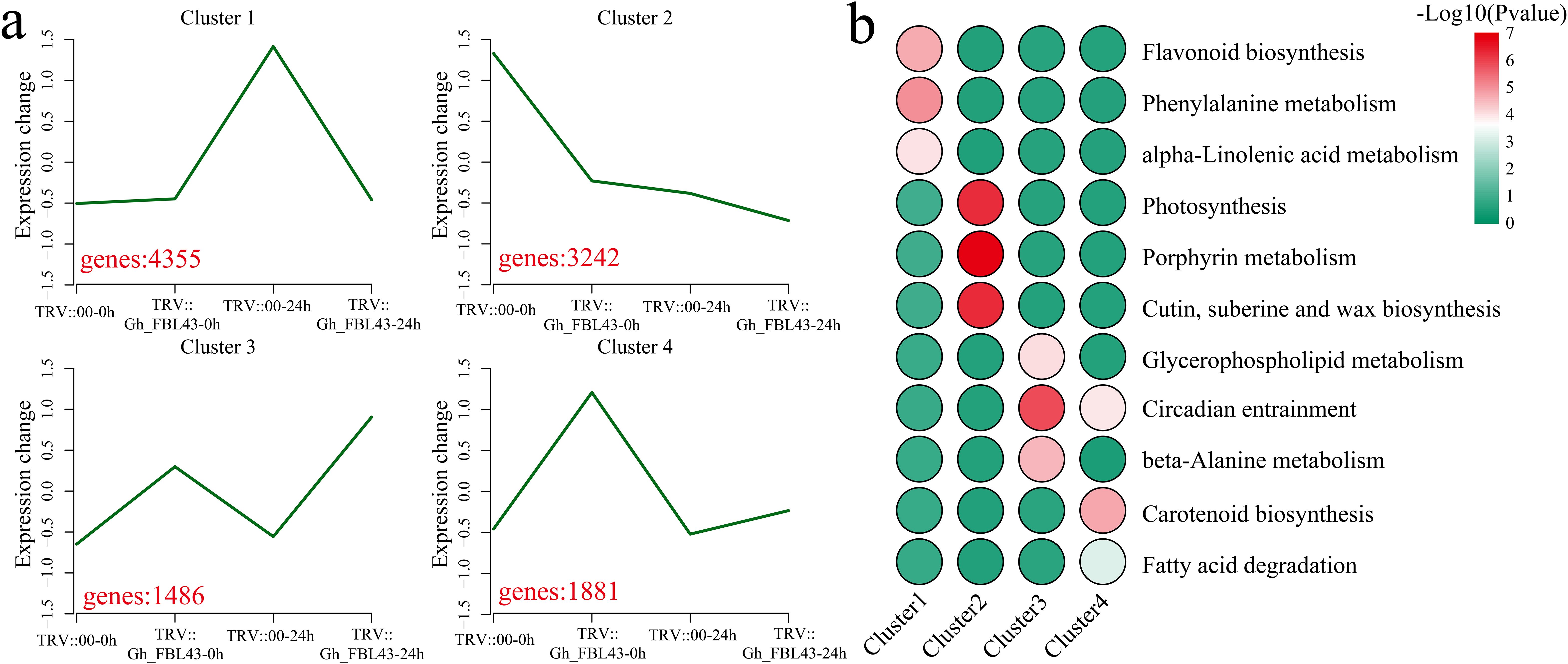 Graphs show expression changes across clusters and times for TRV treatments. Cluster 1 (4355 genes) and Cluster 4 (1881 genes) show similar patterns. Cluster 2 (3242 genes) and Cluster 3 (1486 genes) differ. A heatmap shows metabolic processes with color intensity indicating significance levels, ranging from green (low) to red (high).