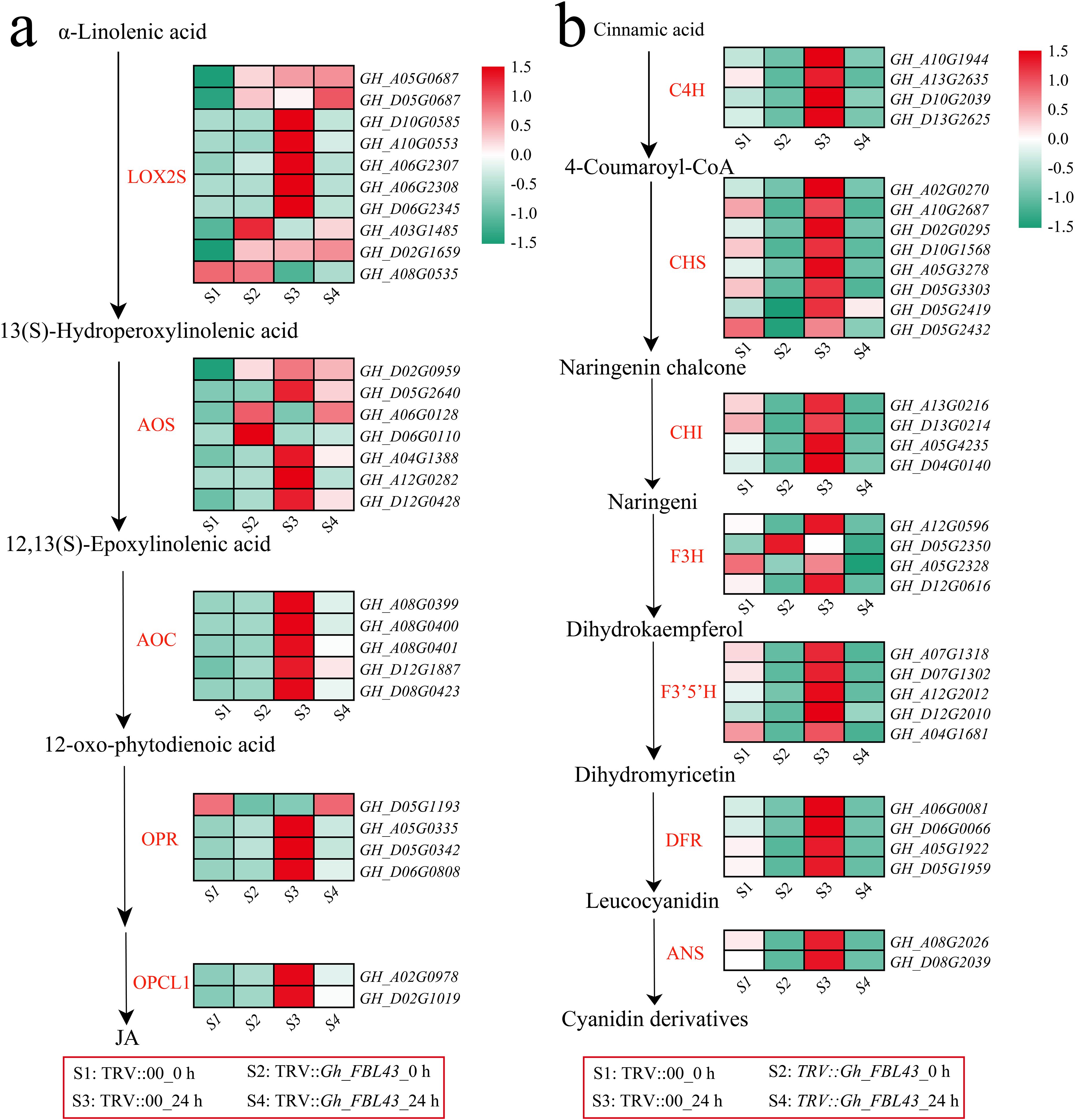Two flow charts labeled 'a' and 'b' display metabolic pathways involving enzymes and compounds, shown with heatmaps. Chart 'a' follows pathways from α-Linolenic acid to jasmonic acid, while chart 'b' follows from cinnamic acid to cyanidin derivatives. Each enzyme step includes a heatmap indicating gene expression levels across conditions S1 to S4, with color gradients from green (low) to red (high). The conditions detailed at the bottom include 'TRV::00 0 h', 'TRV::Gh_FBL43_0 h', and 'TRV::Gh_FBL43_24 h'.
