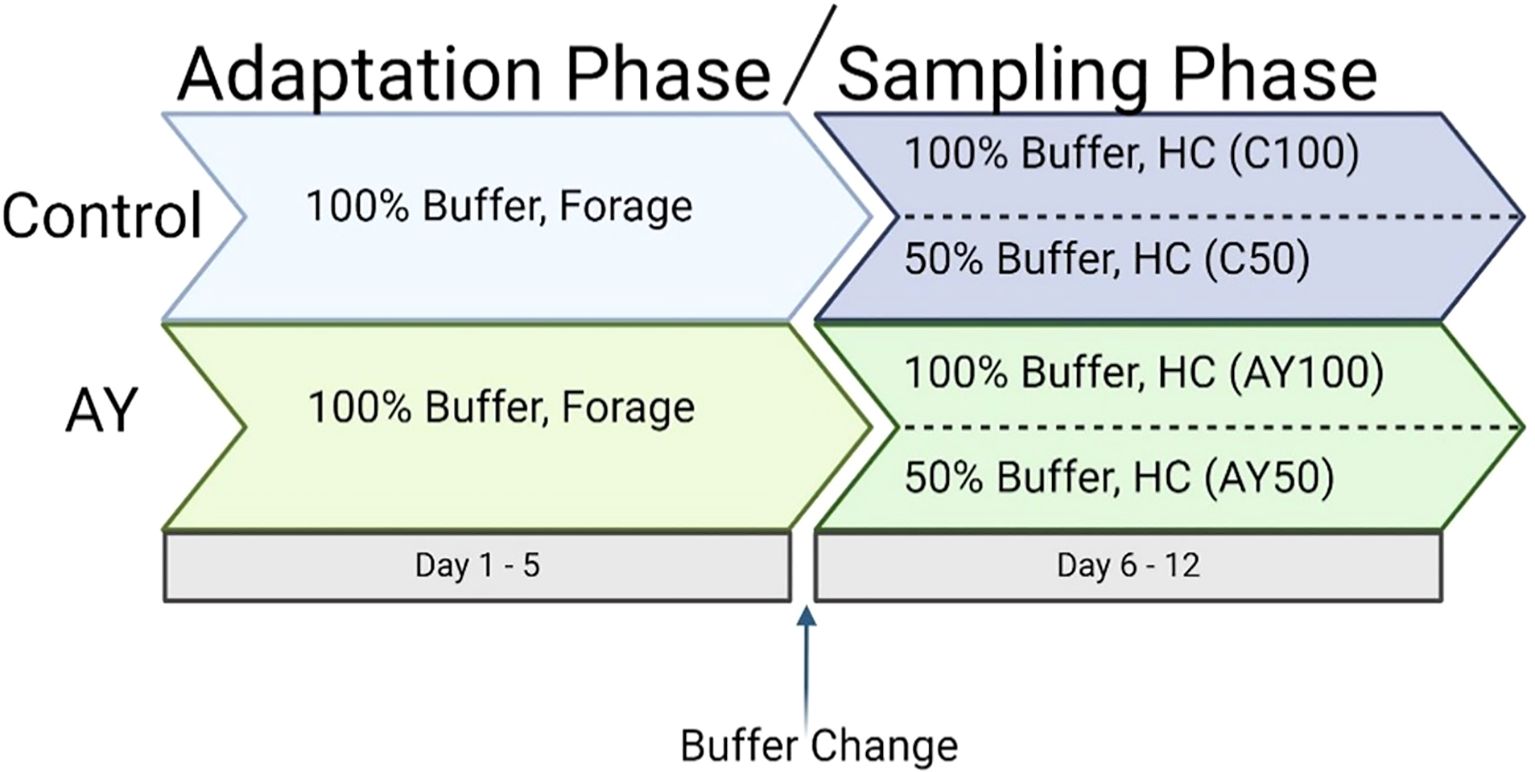 Flowchart illustrating the phases of a study. The adaptation phase from days one to five involves a 100% buffer and forage for both control and AY groups. The sampling phase from days six to twelve involves 100% and 50% buffer conditions with different high-concentrate (HC) treatments: C100, C50 for control, and AY100, AY50 for AY. An arrow indicates a buffer change.