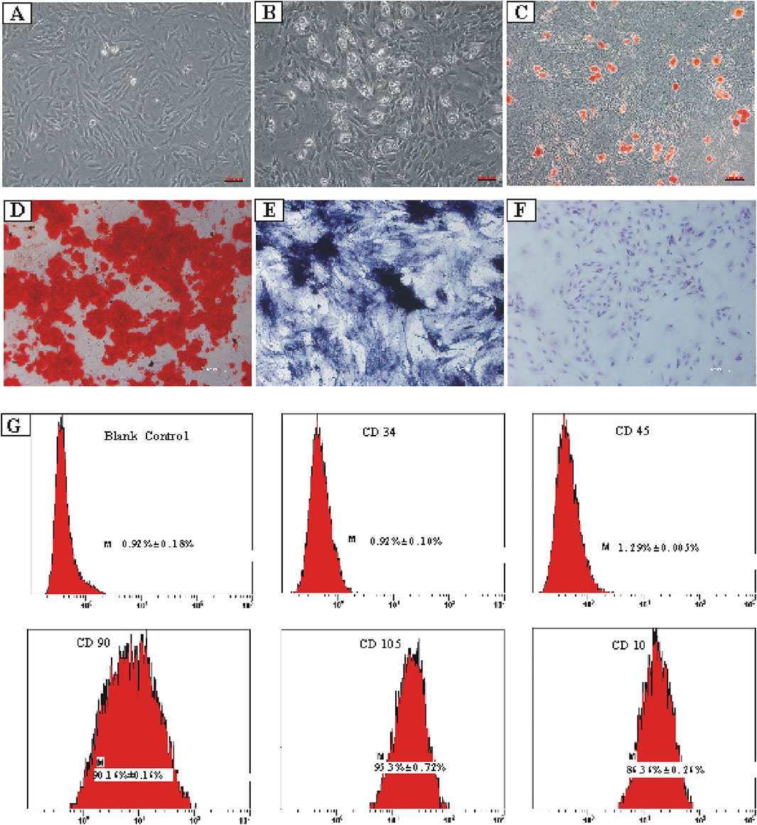 Micrographs show various cell culture conditions and analyses. (A) Normal cell morphology under a microscope. (B) Cells exhibiting altered morphology. (C) Cells with red-stained areas.(D) High density of red-stained cells.(E) Cells stained blue, indicating specific structures.(F) Cells with purple-stained nuclei.(G) Histograms for flow cytometry analysis showing markers: Blank Control, CD34, CD45, CD90, CD105, and CD10, with corresponding percentages.