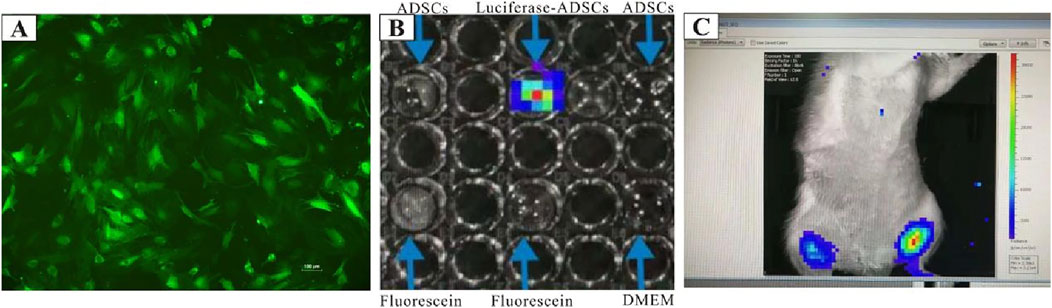 Panel A shows green fluorescent cells under a microscope. Panel B presents an array with colored indicators and blue arrows pointing to different areas. Panel C displays an imaging screen of a mouse with color-coded hotspots, indicating areas of activity or interest.