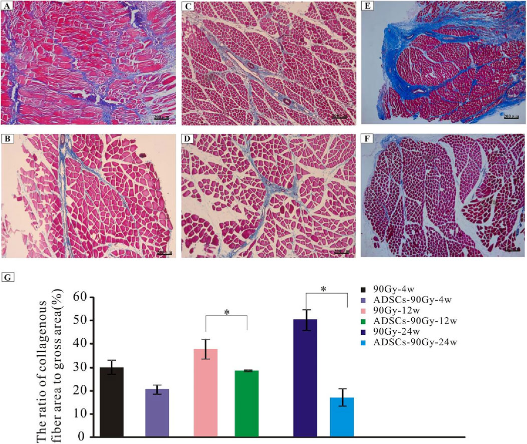 Histological images labeled A to F show muscle tissue stained to highlight collagen fibers in blue against muscle fibers in red. Image G presents a bar graph displaying the ratio of collagenous fiber area to the gross area in percentages, with different treatment groups indicated by colors. Statistical significance is marked with asterisks, suggesting differences between groups.