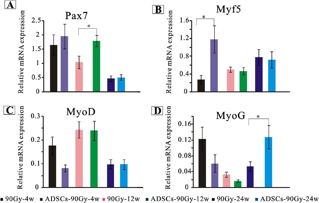 Bar charts A to D show relative mRNA expression of genes Pax7, Myf5, MyoD, and MyoG. Each chart compares expression levels across different treatments: 90Gy-4w, ADSCs-90Gy-4w, 90Gy-12w, ADSCs-90Gy-12w, 90Gy-24w, and ADSCs-90Gy-24w. Significant differences are marked with asterisks. Pax7 has higher expression in ADSCs-90Gy-12w, Myf5 in ADSCs-90Gy-4w, MyoD in 90Gy-12w, and MyoG in ADSCs-90Gy-24w.