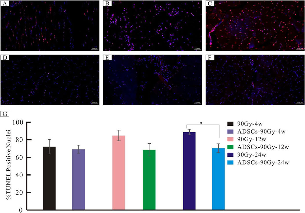 Fluorescent microscopy images labeled A to F show cellular structures with varying levels of red and blue fluorescence. Image G is a bar graph showing the percentage of TUNEL positive nuclei under different conditions and time points: 90Gy-4w, ADSCs-90Gy-4w, 90Gy-12w, ADSCs-90Gy-12w, 90Gy-24w, and ADSCs-90Gy-24w. Each bar includes error bars, and a significant difference is indicated between two conditions (*).