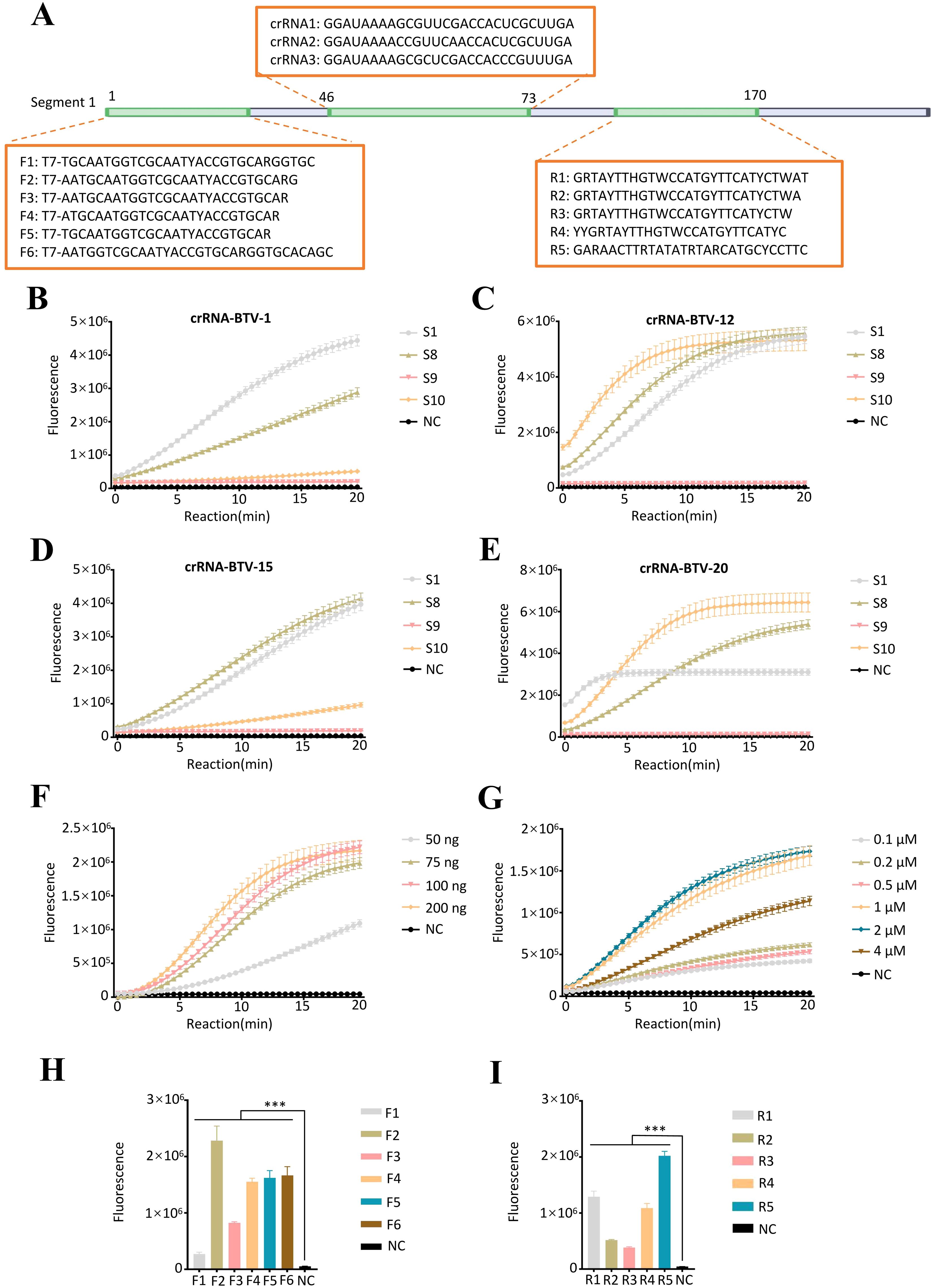 Diagram A shows a segment of genetic sequences with crRNA and DNA primers. Graphs B to E depict fluorescence reactions over time for different crRNA types. Graph F shows reactions varying with DNA concentration, and G varies with primer concentration. Bar charts H and I compare fluorescence intensity across different primers, indicating significant differences.