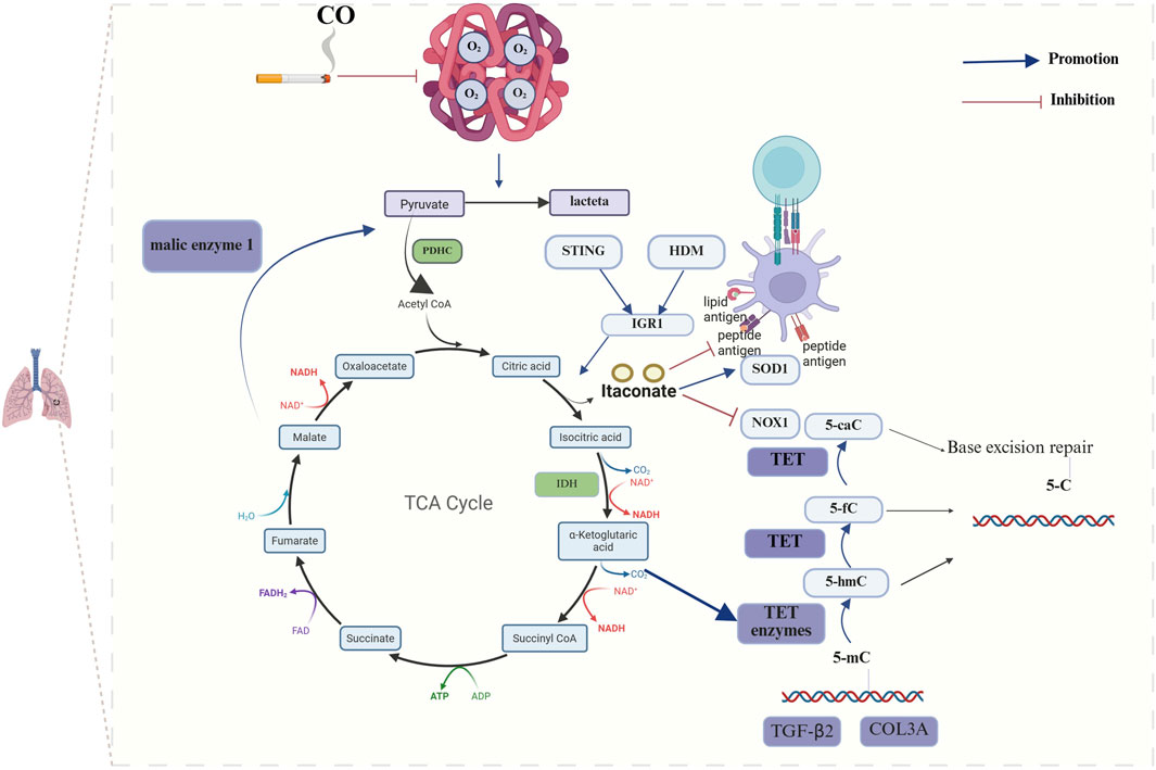 Diagram illustrating the metabolic and molecular pathways influenced by carbon monoxide (CO) in cigarette smoke. It shows the impact on the tricarboxylic acid (TCA) cycle, highlighting interactions with malic enzyme 1, itaconate, and various proteins such as STING, HDM, and TET enzymes. Promotion and inhibition effects are marked with blue and red arrows, respectively. The diagram includes processes like base excision repair and the involvement of TGF-β2 and COL3A. Lungs are depicted at the bottom left, representing the context of lung function and damage.