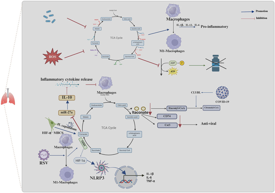 Diagram illustrating the interactions between the TCA cycle, reactive oxygen species (ROS), and macrophages. It depicts pathways of pro-inflammatory cytokine release, inhibition of ATP production, and the role of itaconate in anti-viral responses against COVID-19. Key elements include HIF-1α, IL-10, miR-27a, and NLRP3, with pathways for promotion and inhibition highlighted. The diagram integrates respiratory syncytial virus (RSV) and Histoplasma capsulatum (H. capsulatum) interactions, alongside macrophage polarization into M1 macrophages.