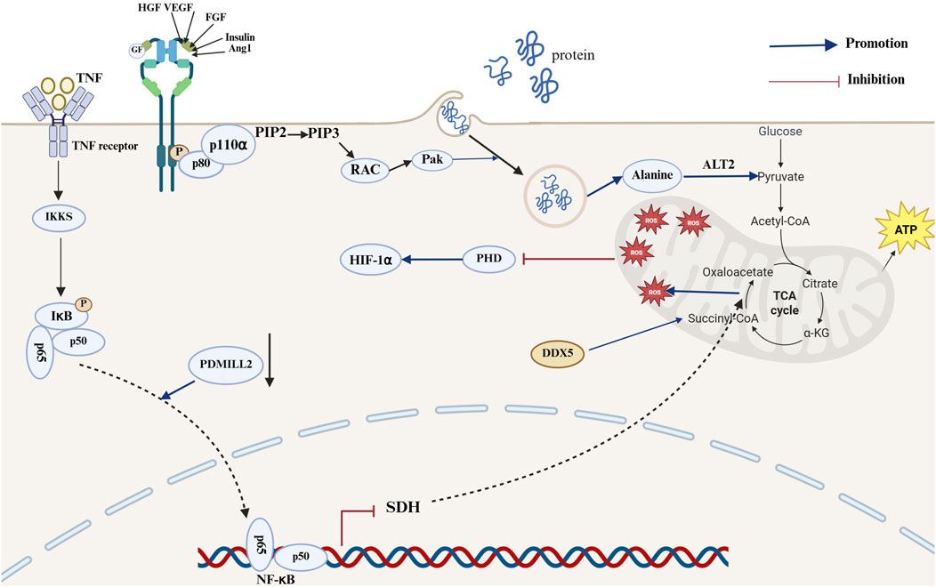 Cell signaling pathway diagram showing the interactions between various molecules and proteins. Growth factors like HGF and VEGF activate pathways involving PIP2, PIP3, and RAC, leading to protein production. TNF receptor activates IKKS, influencing NF-κB binding. The TCA cycle involves the conversion of glucose to ATP, with alanine and ALT2 contributing to pyruvate formation. Key molecules include HIF-1α, PHD, DDX5, and ROS. Blue arrows indicate promotion, and red lines indicate inhibition of processes, illustrating complex cellular interactions.