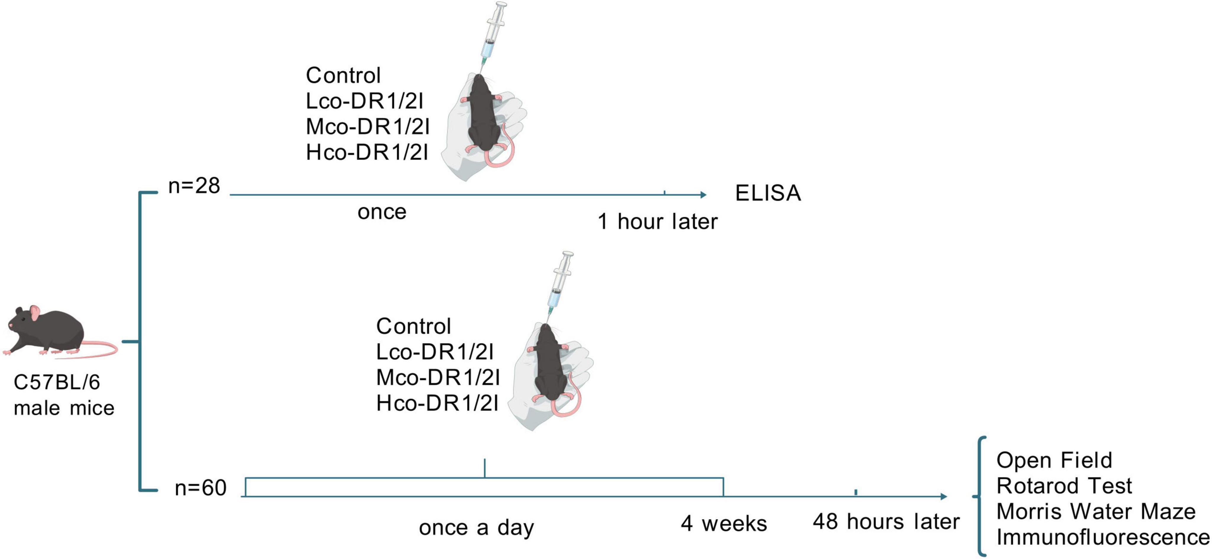 Study design diagram showing C57BL/6 male mice divided into two groups. One group of 28 mice receives injections once and undergoes ELISA testing one hour later. Another group of 60 mice receives daily injections for four weeks, followed by behavioral tests and immunofluorescence 48 hours later. Both groups include control and three treatment conditions labeled Lco-DR1/2I, Mco-DR1/2I, and Hco-DR1/2I.