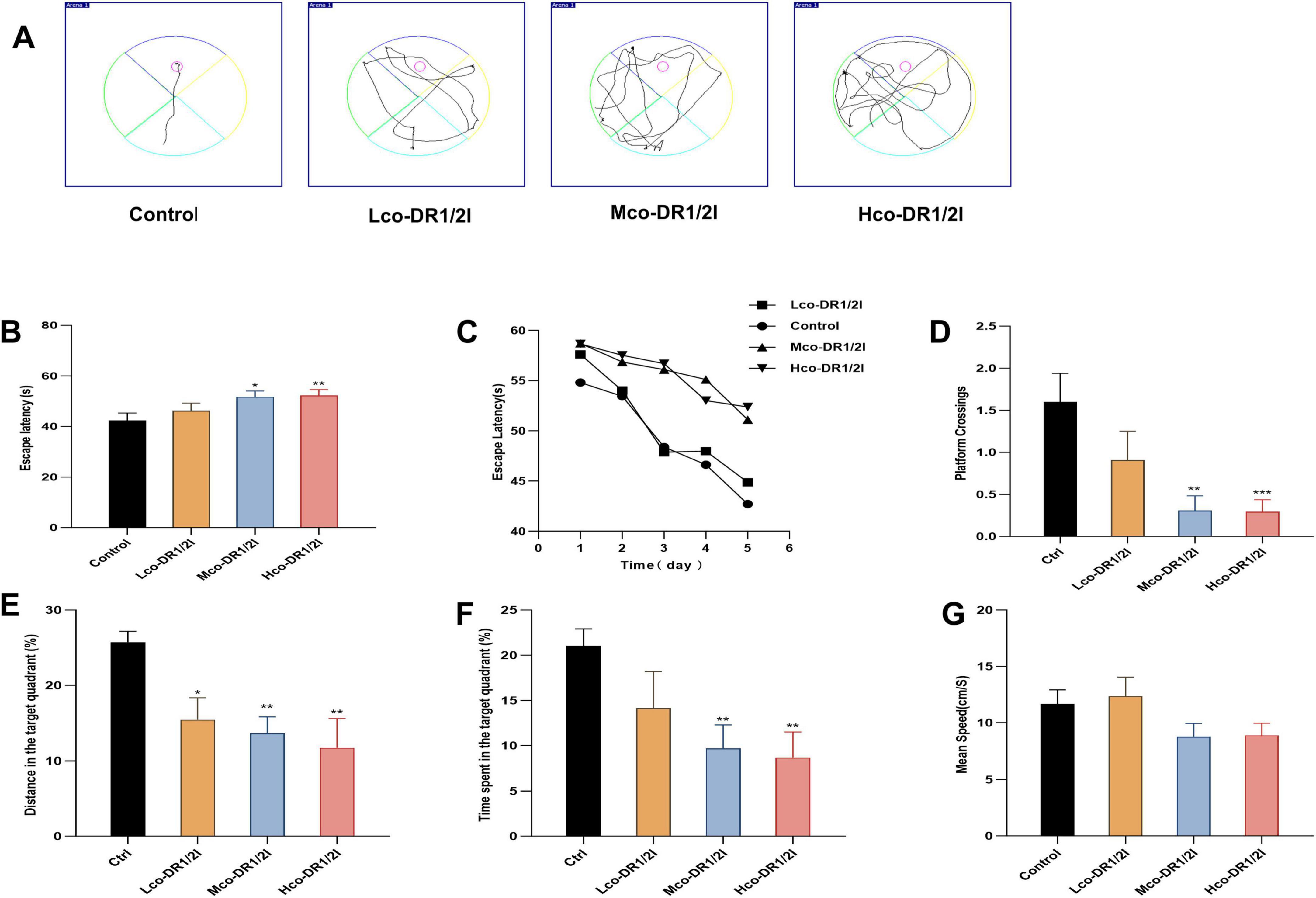Diagram of experimental results with multiple sections labeled A to G. Panel A shows four swim path diagrams for Control, Lco-DR1/2I, Mco-DR1/2I, and Hco-DR1/2I groups. Panel B shows a bar graph of escape latency in seconds. Panel C presents a line graph of escape latency over six days. Panel D shows a bar graph of platform crossings. Panel E presents a bar graph of distance in the target quadrant in percentage. Panel F shows a bar graph of time spent in the target quadrant in percentage. Panel G displays a bar graph of mean speed in centimeters per second.