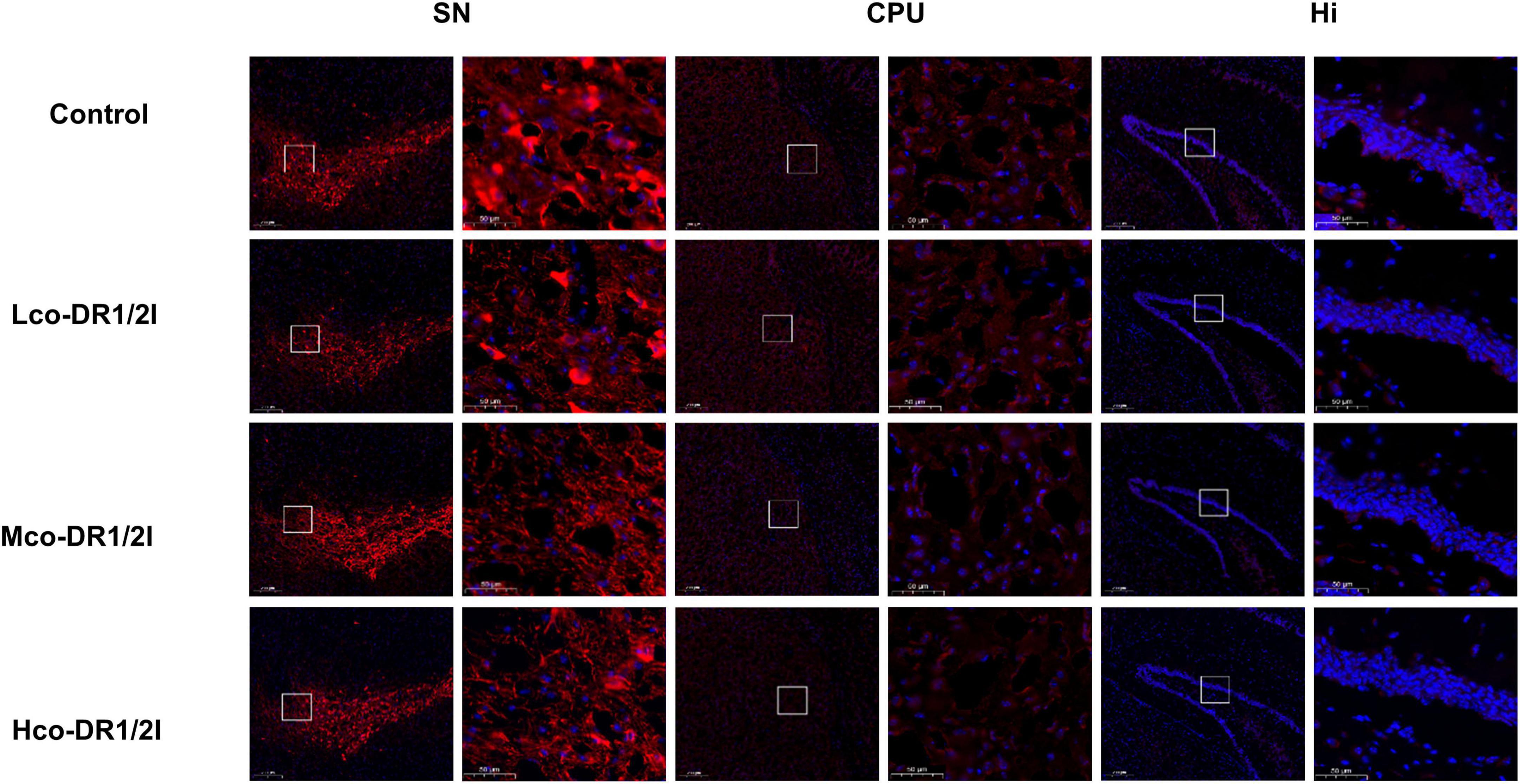 Fluorescent microscopy images showing brain regions labeled as SN, CPU, and Hi across four rows: Control, Lco-DR1/2I, Mco-DR1/2I, and Hco-DR1/2I. Each region displays red or blue fluorescence, indicating specific protein or molecular presence, with small outlined areas for detail.