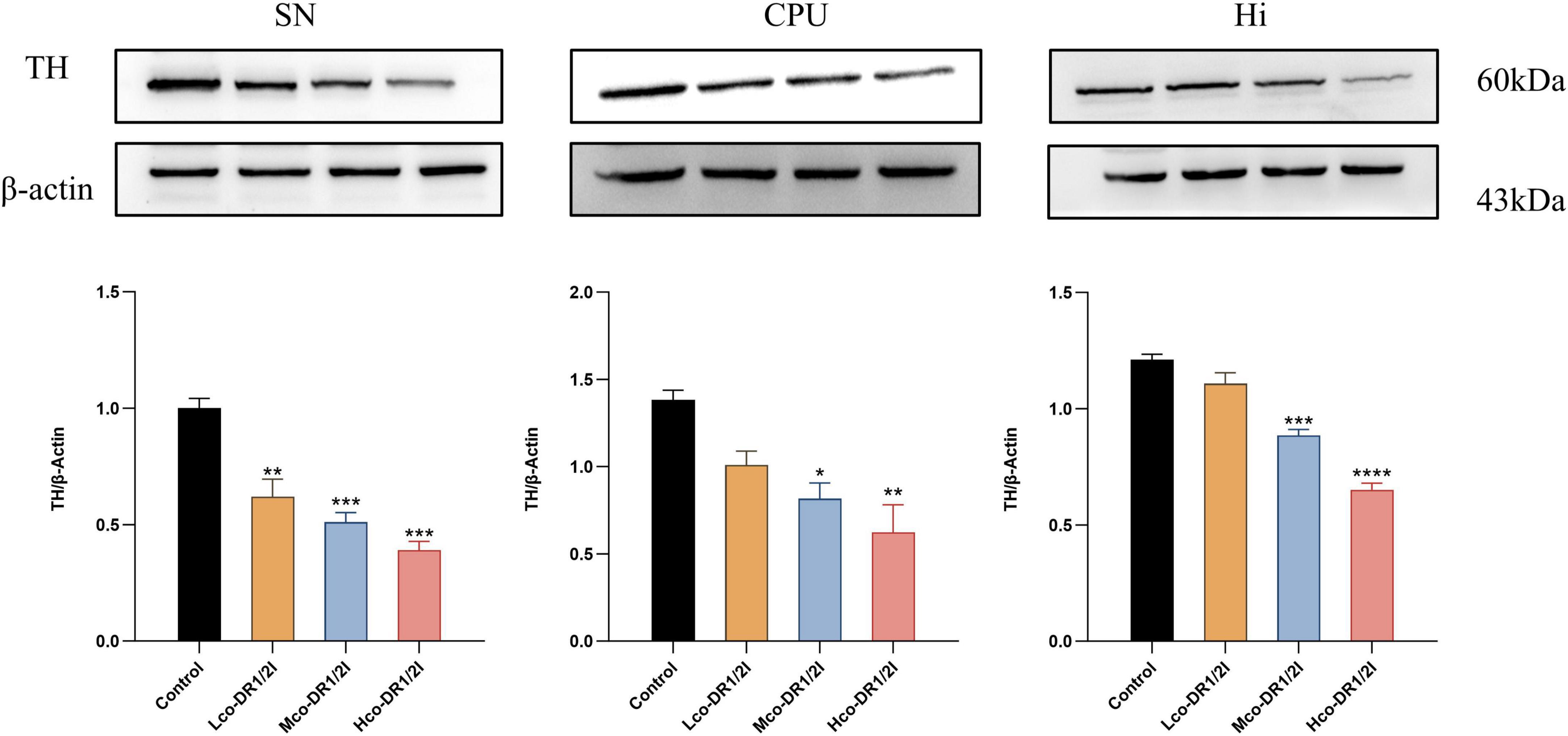 Western blot images and bar graphs show TH and β-actin protein levels in SN, CPU, and Hi regions. The blots display TH and β-actin bands at 60 kDa and 43 kDa, respectively. Bar graphs compare TH/β-actin ratios across control, Lco-DP(12), Mco-DP(12), and Hco-DP(12) groups. Significant differences are indicated by asterisks.