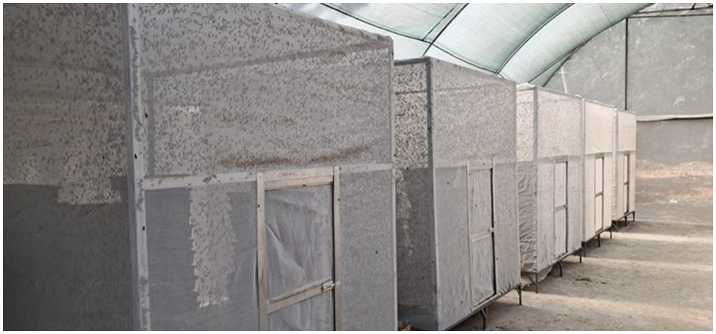 Large enclosed structures lined with fine mesh netting house a Black soldier fly larvae (BSFL). The enclosures are set inside a greenhouse-like environment with a transparent roof, allowing natural light to filter through.