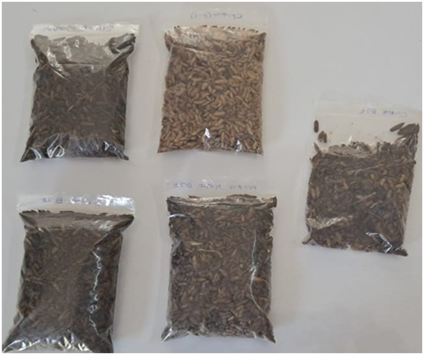 Five plastic bags containing Dried Black Soldier Fly larvae (BSFL) arranged on a flat surface. The BSFL in each bag varies slightly in color, suggesting they were reared on different organic waste substrates.