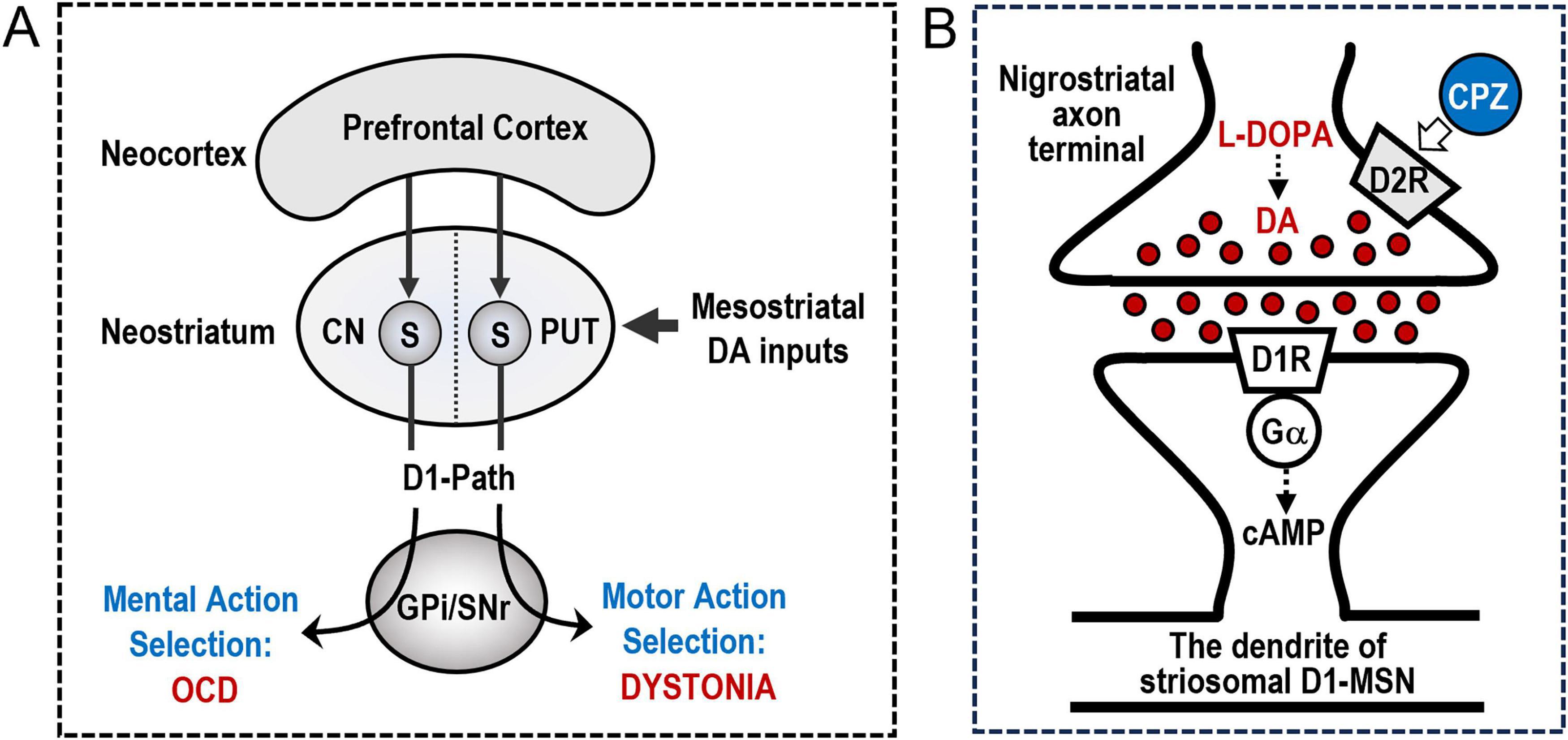 Diagram with two panels illustrating neural pathways and mechanisms. Panel A shows a pathway from neocortex to GPi/SNr with connections labeled for mental action selection leading to OCD and motor action selection leading to dystonia. Panel B details a synapse between a nigrostriatal axon terminal and a striosomal D1-MSN dendrite, highlighting dopamine (DA) interactions, D1R activation, and the influence of L-DOPA and CPZ on D2R.