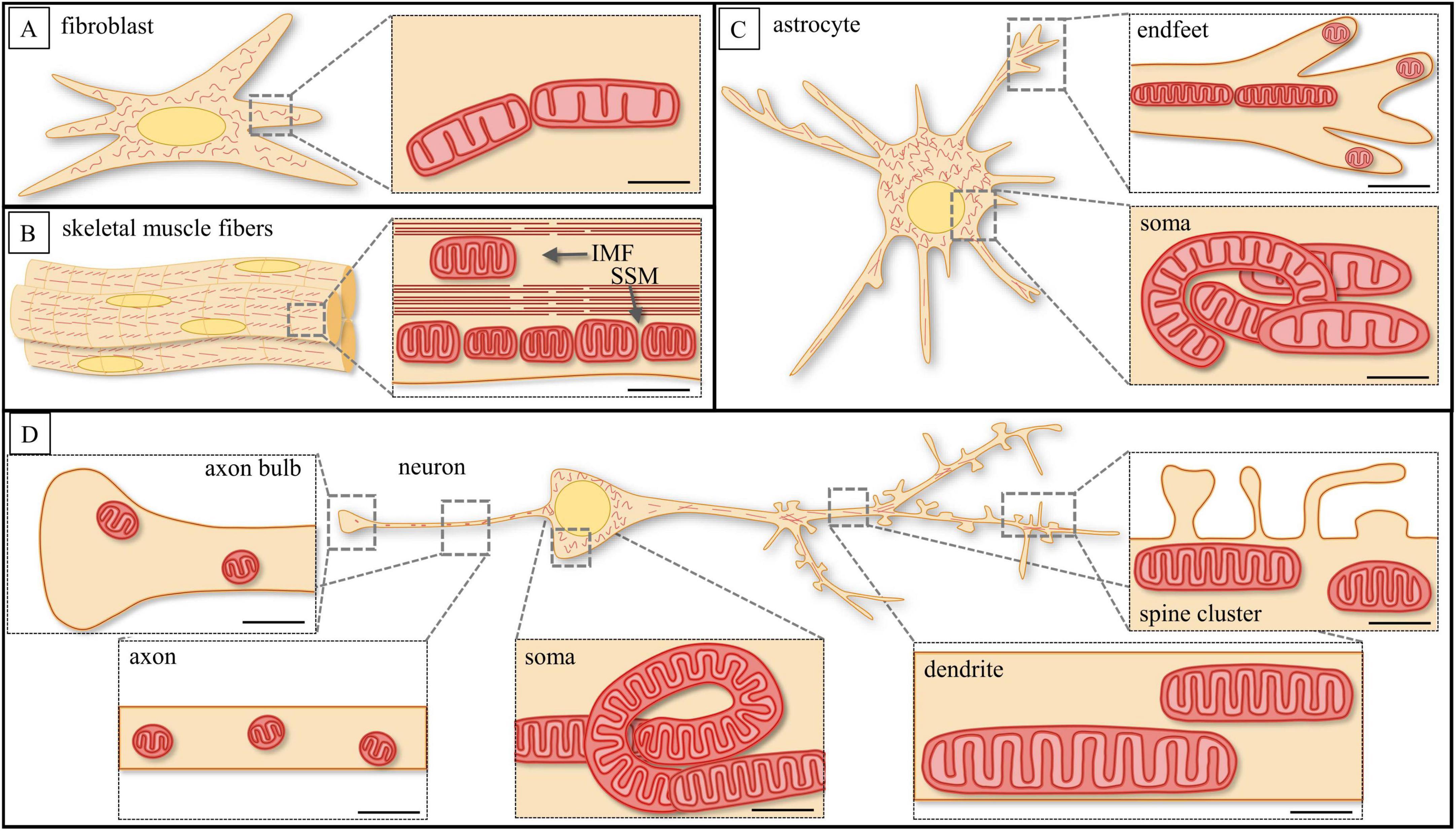 Diagram showing illustrations of cell types with magnified views of mitochondria. Panel A: Fibroblast with mitochondria. Panel B: Skeletal muscle fibers highlighting intermyofibrillar (IMF) and subsarcolemmal (SSM) mitochondria. Panel C: Astrocyte, focusing on mitochondria in endfeet and soma. Panel D: Neuron with mitochondria in axon bulb, axon, soma, and dendrite, including a spine cluster. Each detailed section highlights mitochondrial placement within the cells.