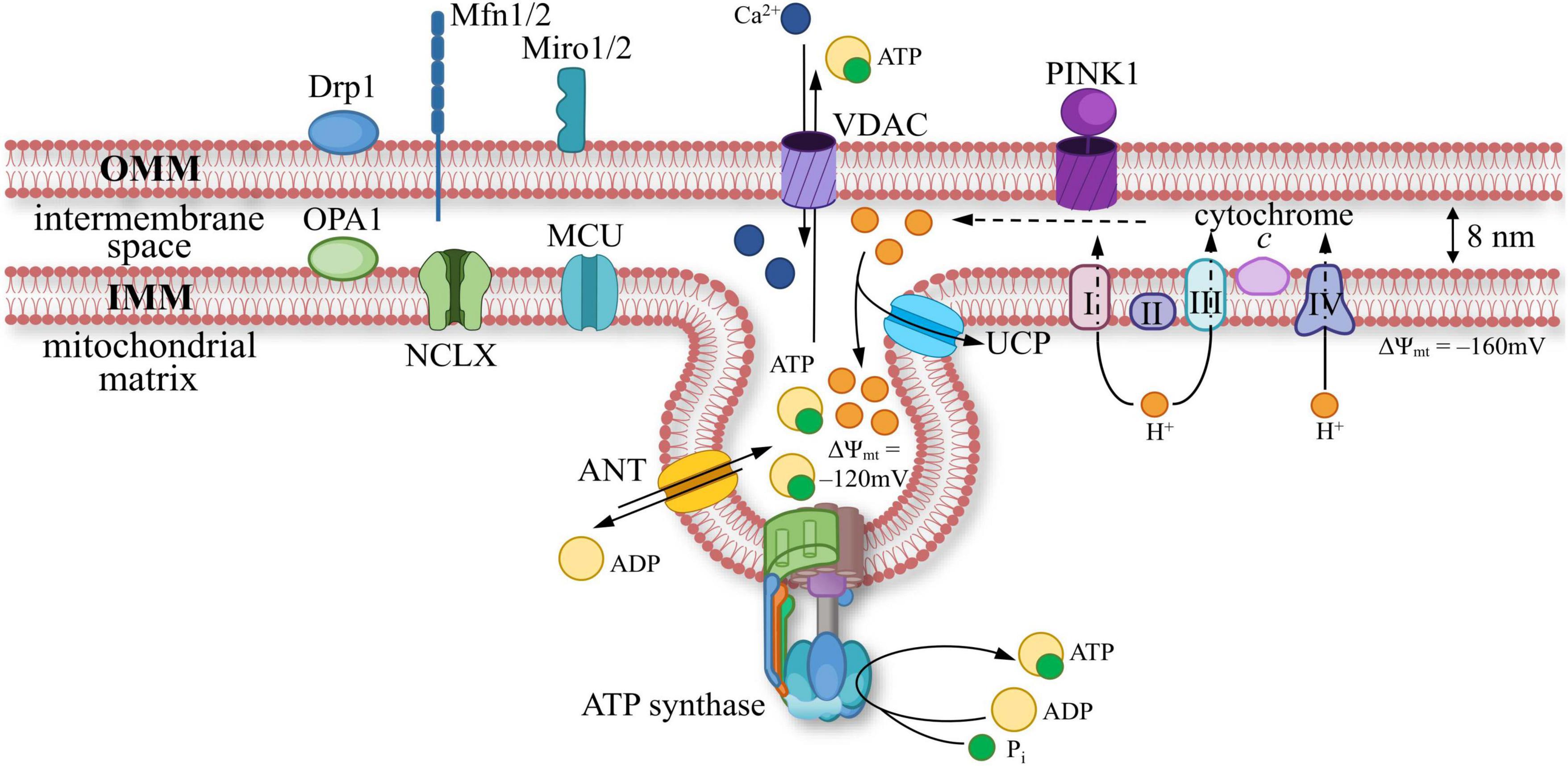 Diagram of mitochondrial membrane structures and pathways. Includes outer and inner membranes, intermembrane space, and mitochondrial matrix. Key proteins and complexes like VDAC, MCU, ANT, UCP, and ATP synthase are labeled. Arrows indicate movement of ions and molecules, such as Ca2+, ADP, and ATP. Membrane potential values are noted as -120mV and -160mV.