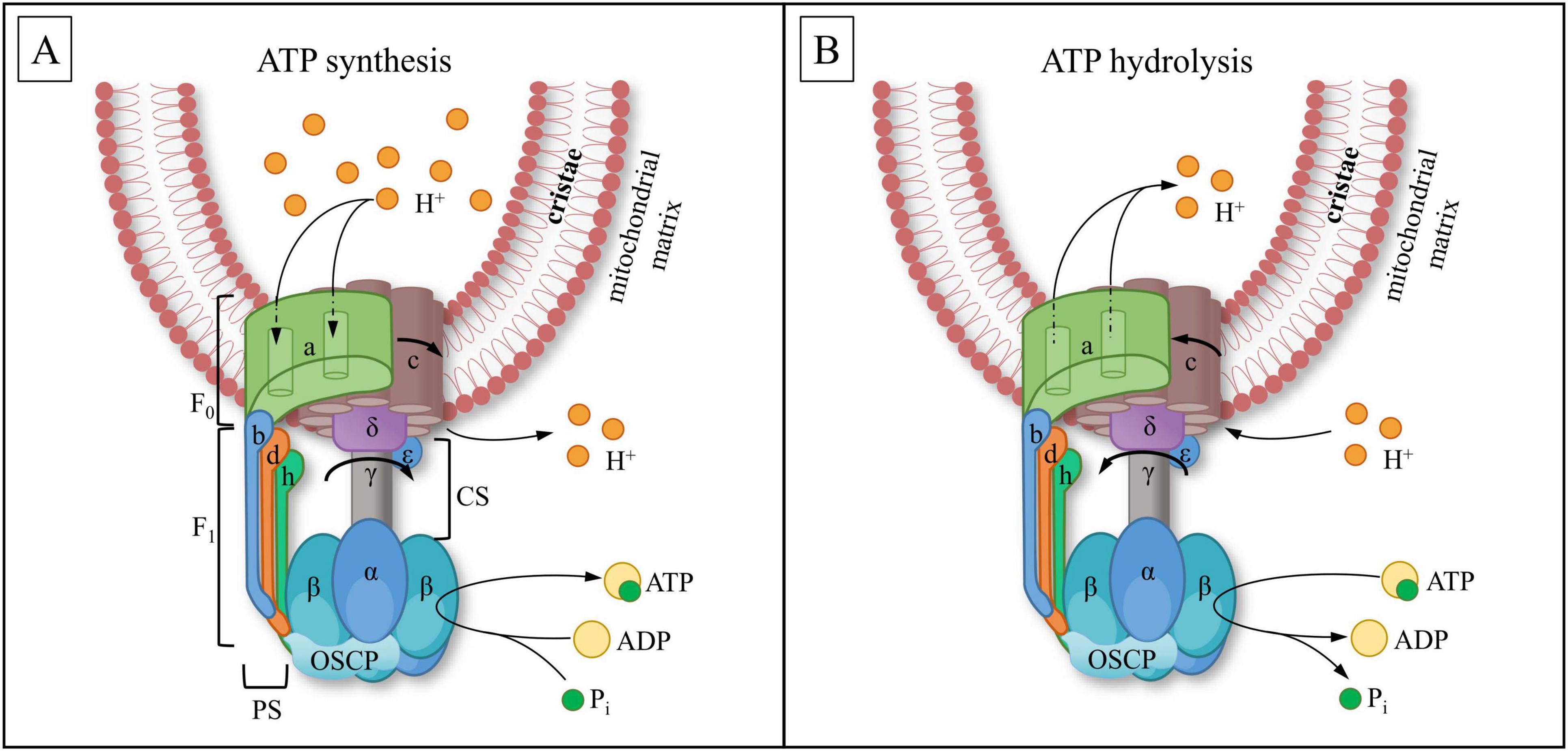 Diagram comparing ATP synthesis and hydrolysis in ATP synthase. Panel A shows ATP synthesis where protons (H+) move into the mitochondrial matrix, forming ATP from ADP and inorganic phosphate (Pi). Panel B illustrates ATP hydrolysis where ATP is broken down to ADP and Pi, with protons moving out. The diagrams depict the F0 and F1 subunits, protein components, and electron flow across the inner mitochondrial membrane.