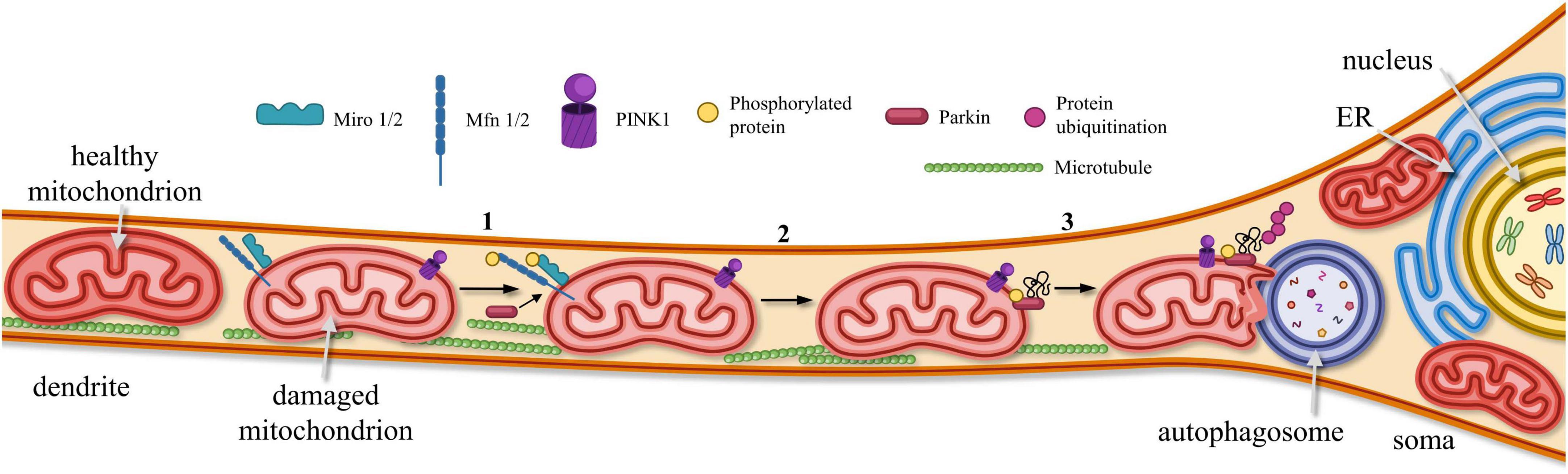 Diagram illustrating the process of mitochondrial degradation in neurons. A sequence from healthy to damaged mitochondria is shown along a dendrite to soma. Key elements include proteins like Miro, Mfn, PINK1, and Parkin, with processes such as phosphorylation and ubiquitination marked as the mitochondria move toward an autophagosome near the nucleus and ER. Labels indicate healthy mitochondrion, damaged mitochondrion, and autophagosome along with structural components like microtubules.