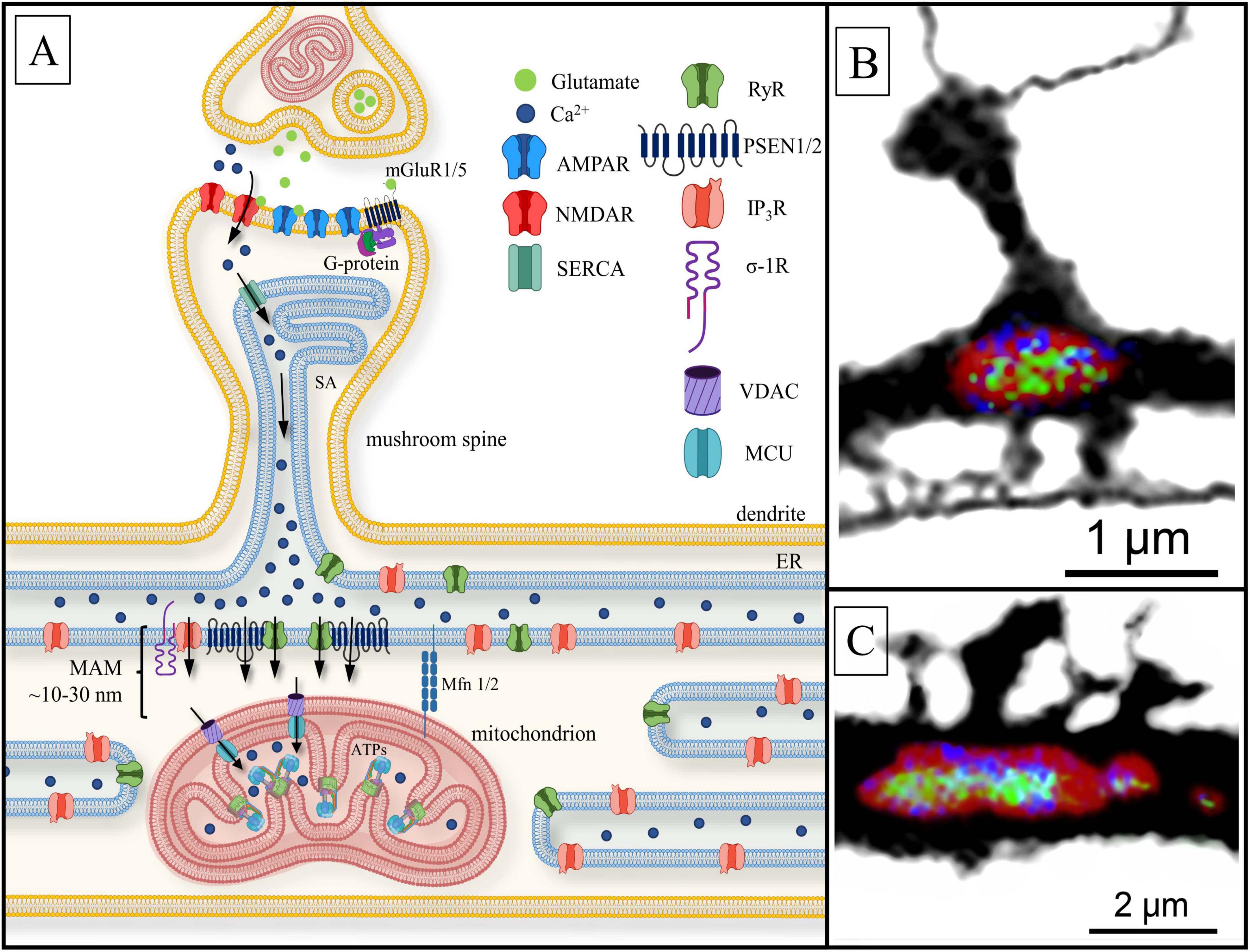 Diagram and microscopy images of neuron synapse and mitochondrial structures. Panel A shows a detailed illustration of synaptic architecture, labeled neurotransmitters, and proteins involved in synaptic transmission and calcium signaling. Panels B and C are grayscale microscopic images with fluorescent areas highlighting specific synaptic and mitochondrial regions, with scale bars indicating size.