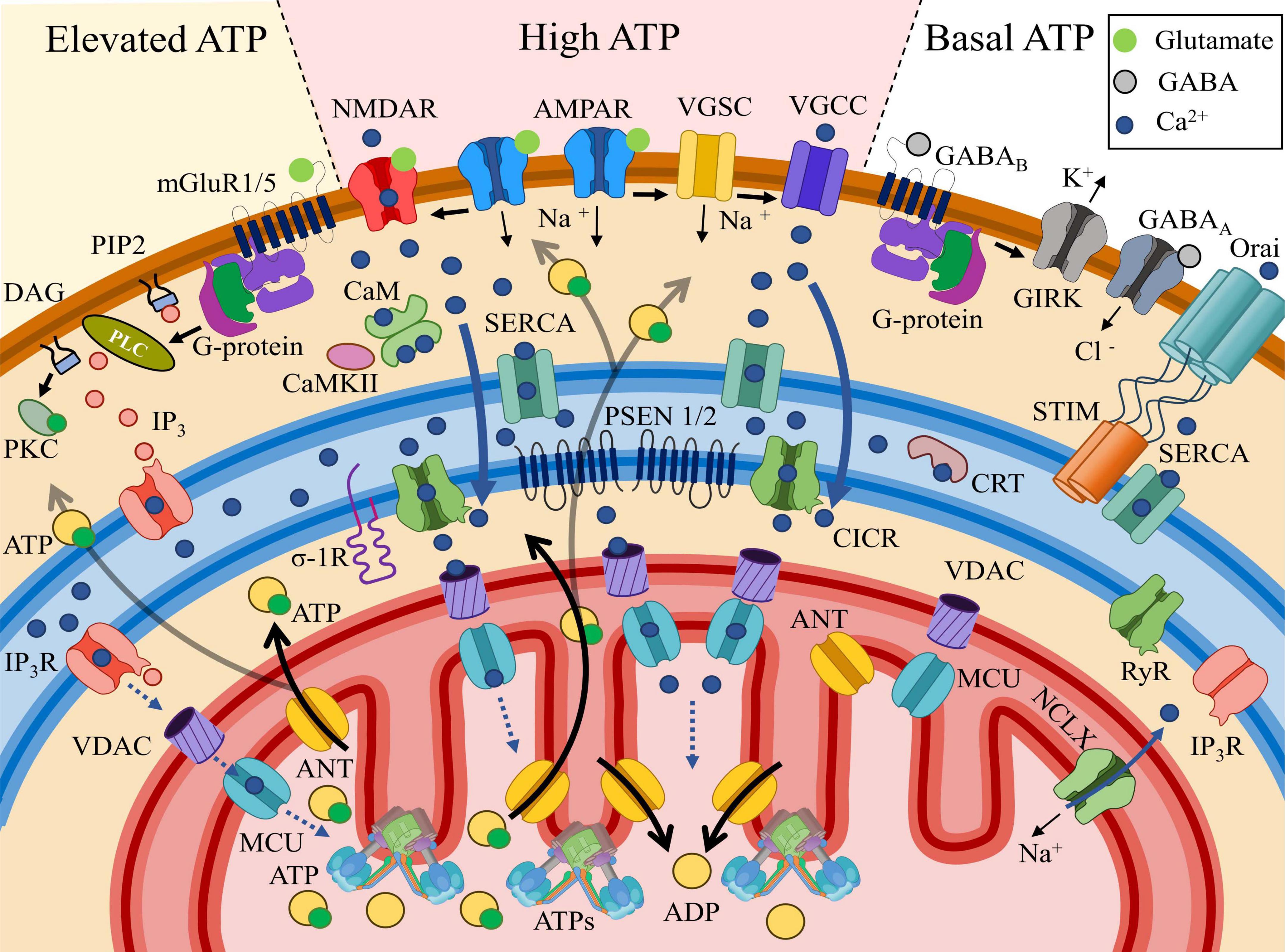 Diagram illustrating cellular mechanisms related to ATP levels, showing various proteins and channels involved in elevated, high, and basal ATP conditions. Includes receptors like mGluR1/5, NMDAR, AMPAR, and the role of molecules such as glutamate, GABA, and calcium ions. Depicts pathways and interactions within the cell membrane and mitochondria, highlighting ion transport, protein interactions, and signaling pathways.