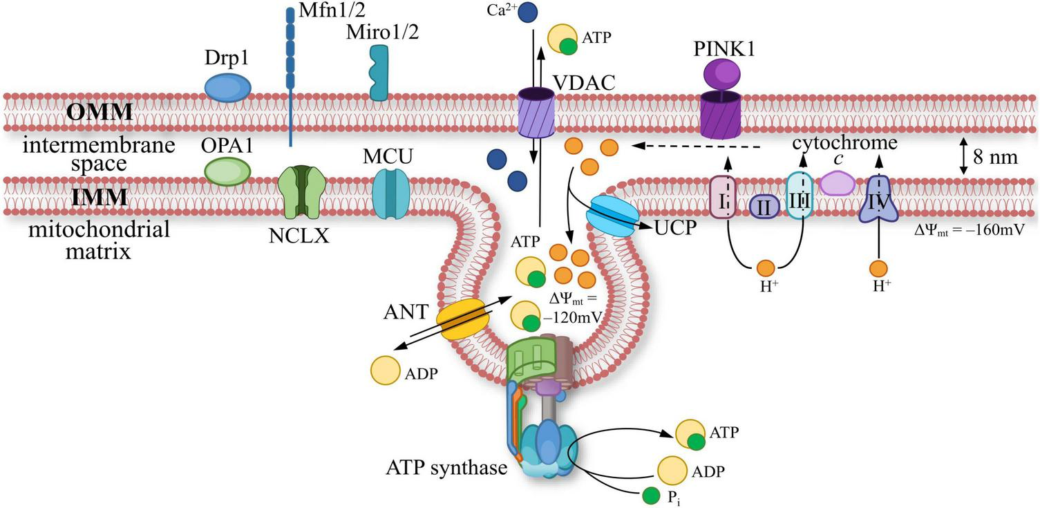 Diagram of mitochondrial membrane structures and pathways. Includes outer and inner membranes, intermembrane space, and mitochondrial matrix. Key proteins and complexes like VDAC, MCU, ANT, UCP, and ATP synthase are labeled. Arrows indicate movement of ions and molecules, such as Ca2+, ADP, and ATP. Membrane potential values are noted as -120mV and -160mV.