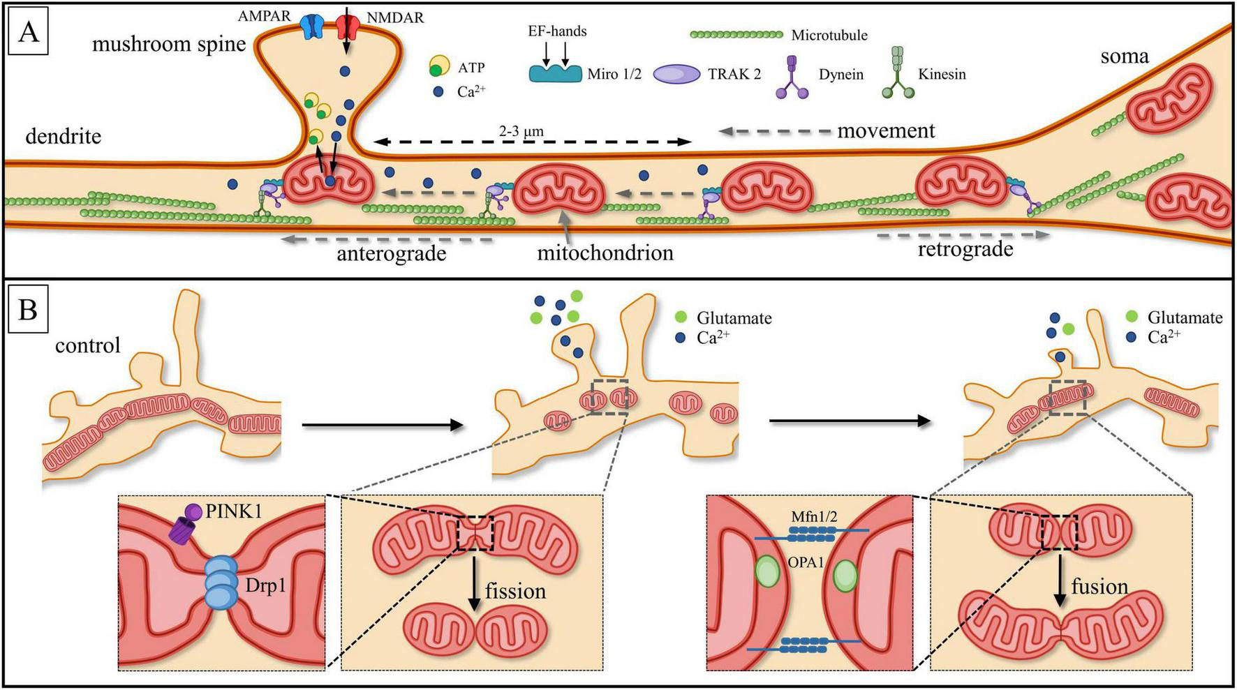Diagram illustrating the movement of mitochondria in dendrites. Panel A shows a dendrite with anterograde and retrograde mitochondrial movement, highlighting proteins and receptors involved. Panel B shows mitochondrial dynamics with fission and fusion processes, emphasizing control mechanisms such as PINK1, Drp1, Mfn1/2, and OPA1, influenced by glutamate and calcium ions.