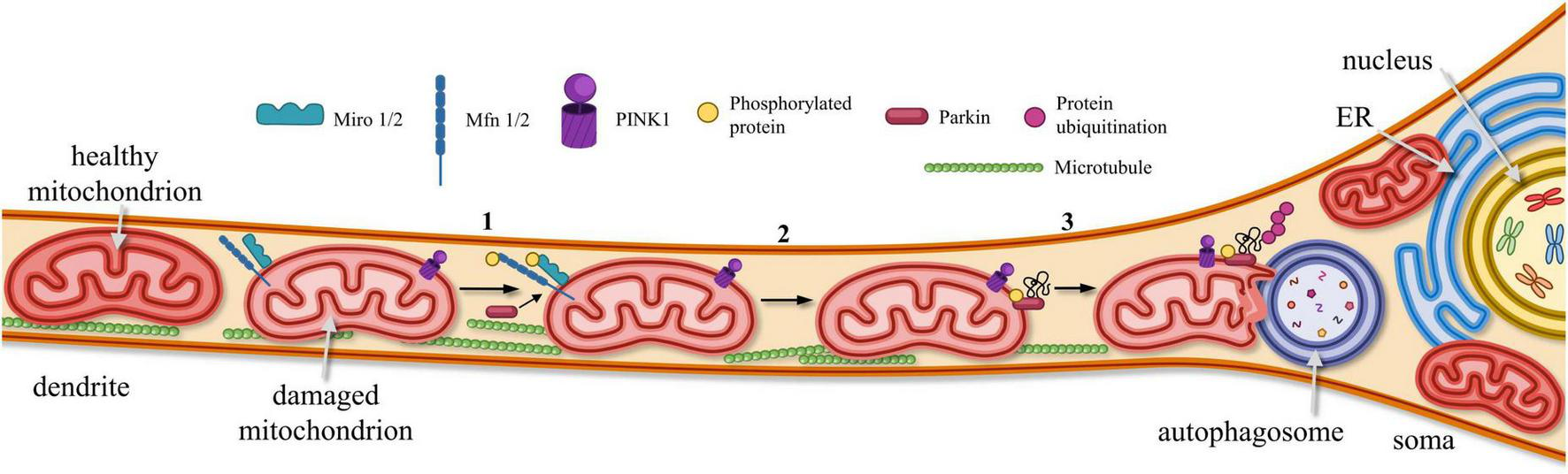 Diagram illustrating the process of mitochondrial degradation in neurons. A sequence from healthy to damaged mitochondria is shown along a dendrite to soma. Key elements include proteins like Miro, Mfn, PINK1, and Parkin, with processes such as phosphorylation and ubiquitination marked as the mitochondria move toward an autophagosome near the nucleus and ER. Labels indicate healthy mitochondrion, damaged mitochondrion, and autophagosome along with structural components like microtubules.