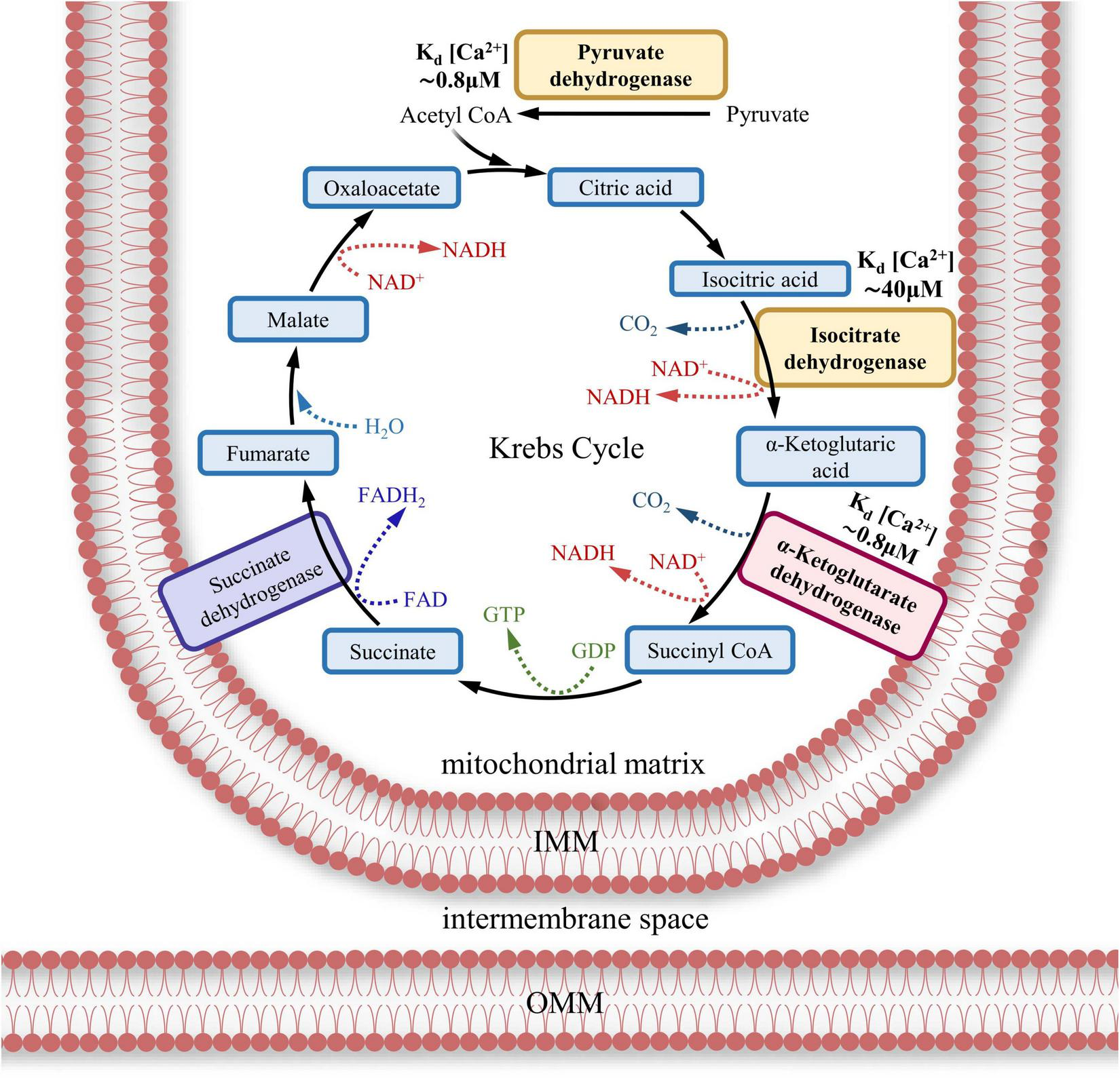 Diagram of the Krebs Cycle within a cell's mitochondrial matrix. It shows the conversion of pyruvate to acetyl CoA and the cycle of compounds including citric acid, isocitric acid, α-ketoglutaric acid, and succinyl CoA. Enzymes like pyruvate dehydrogenase and isocitrate dehydrogenase are labeled. Calcium ion dependencies and ATP, NADH, FADH2 interactions are indicated. The mitochondrial structure is depicted with the intermembrane space, inner membrane (IMM), and outer membrane (OMM).