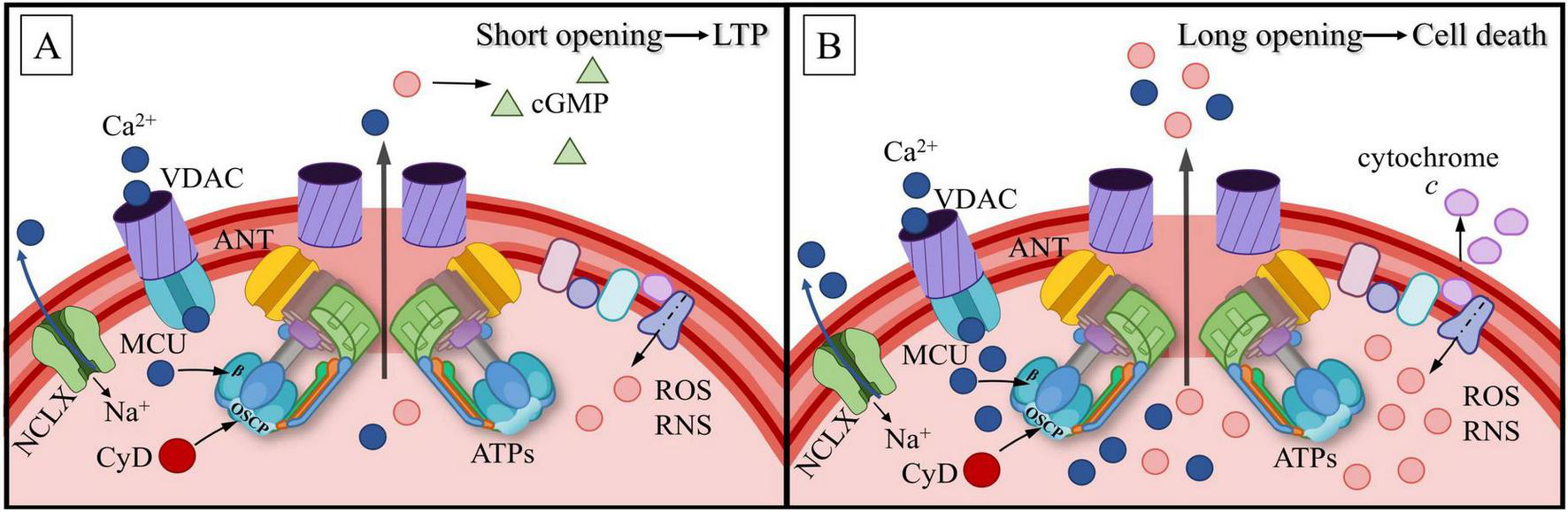 Diagram showing mitochondrial permeability transition pore (mPTP) in two conditions. Panel A illustrates short opening leading to long-term potentiation (LTP) with cGMP release. Panel B depicts prolonged opening causing cell death, cytochrome c release, and increased reactive oxygen and nitrogen species (ROS/RNS). Both panels include structures like VDAC, ANT, MCU, and CyD.