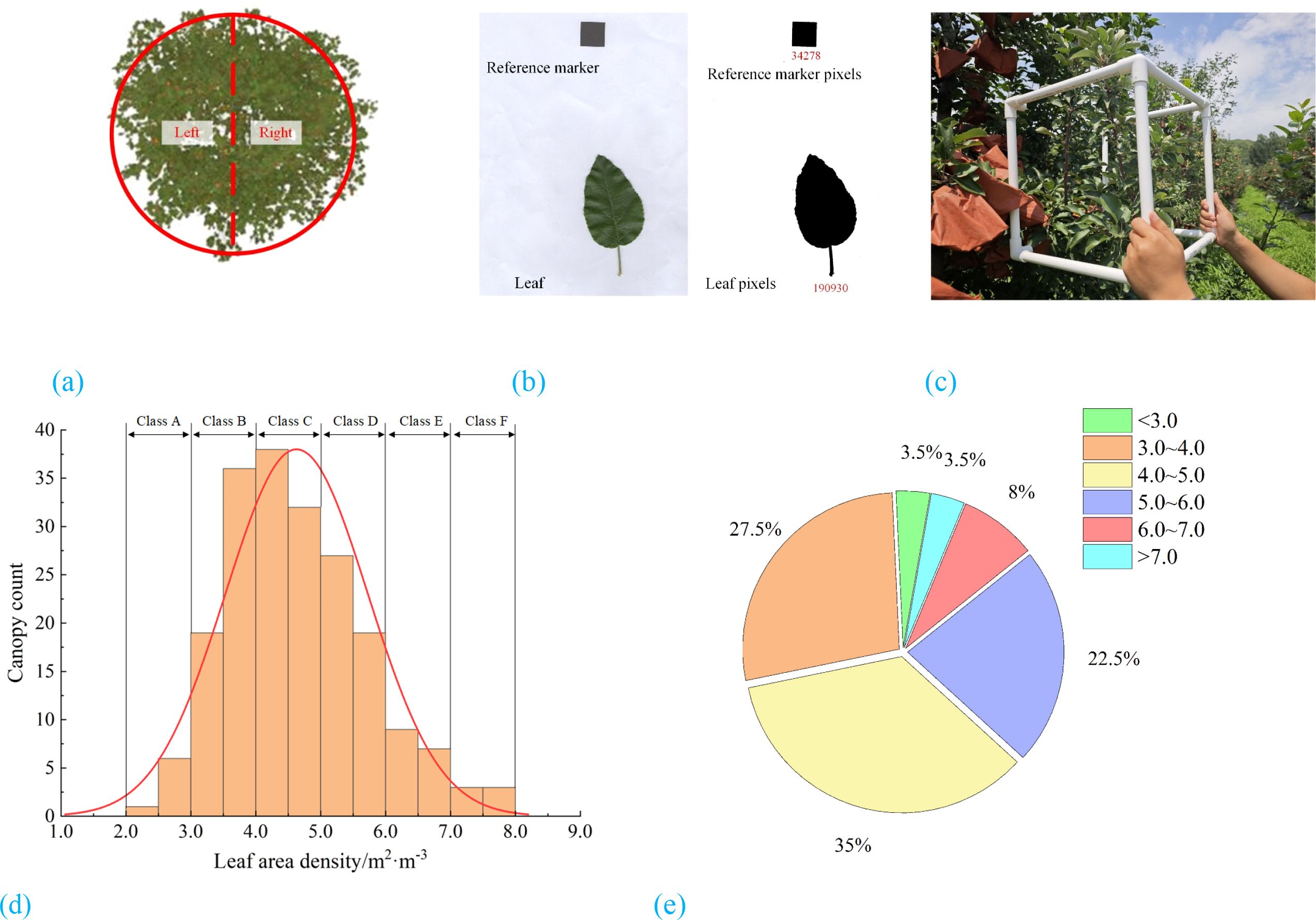 Illustrates the distribution and estimation of canopy leaf area density. Subfigure (a) shows the canopy sampling area divided into left and right zones. Subfigure (b) presents the leaf area calculation process using a reference marker and pixel analysis. Subfigure (c) depicts a leaf count measurement setup using a cubic sampling frame in the field. Subfigure (d) provides a histogram of canopy counts across six classes of leaf area density ranging from 2.0 to 8.0 m²·m⁻³. Subfigure (e) displays a pie chart showing the proportional distribution of canopy counts by leaf area density class.