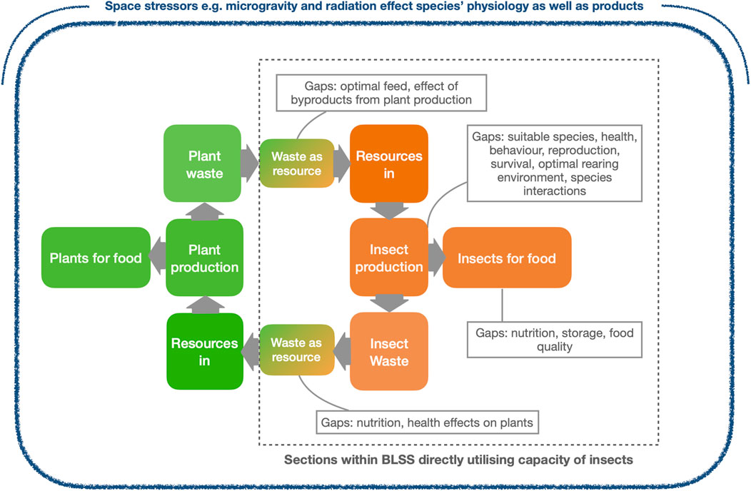 Model illustrating a biological life support system in space. It showsplant and insect production in a circular production system. Plants are produced for food, generating waste which serves as a resource for insects. Insects are produced for food and generate waste that are used for plants. Space-specific environmental variables affect all parts of the system. Current research gaps are pointed out, such as optimal feed for insects, insect species suitability, and nutrition. Sections highlight the utilization of insects in the system.