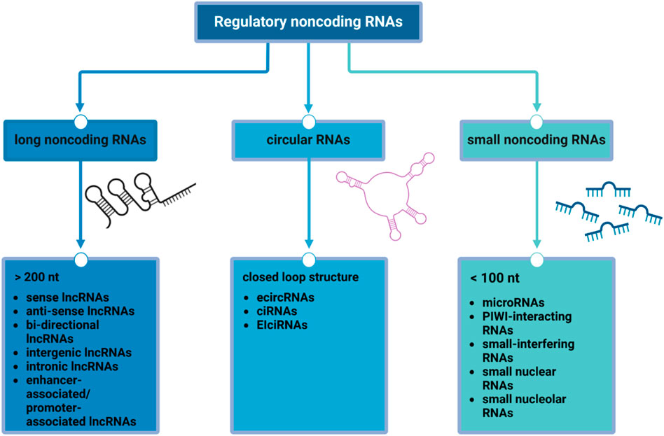 Diagram showing types of regulatory noncoding RNAs. Long noncoding RNAs (>200 nucleotides) include sense, antisense, bi-directional, intergenic, intronic, and enhancer-associated. Circular RNAs have a closed loop structure, such as ecircRNAs, ciRNAs, and EIciRNAs. Small noncoding RNAs (<100 nucleotides) include microRNAs, PIWI-interacting RNAs, small-interfering RNAs, small nuclear RNAs, and small nucleolar RNAs.