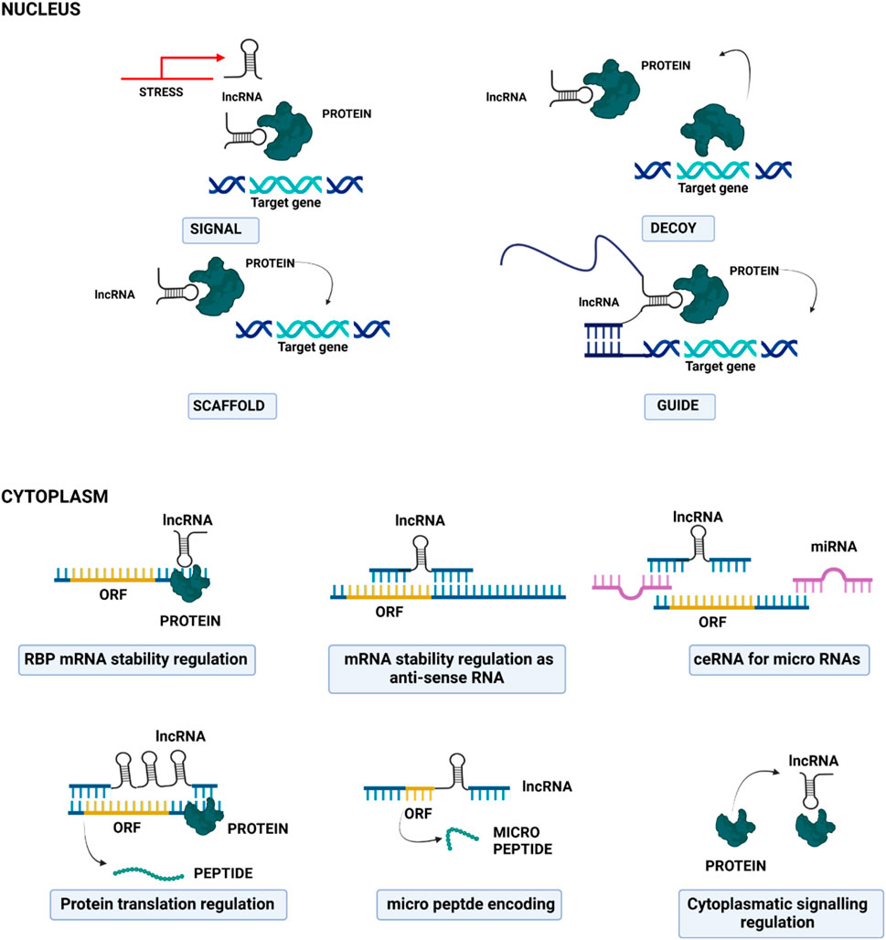 Diagram illustrating the functions of long non-coding RNA (lncRNA) in the nucleus and cytoplasm. In the nucleus, lncRNA acts as a signal, scaffold, decoy, and guide for gene expression regulation. In the cytoplasm, lncRNA participates in mRNA stability regulation, protein translation regulation, micro peptide encoding, and cytoplasmic signaling regulation. Each function involves interactions with proteins, target genes, open reading frames (ORF), and microRNAs (miRNA).