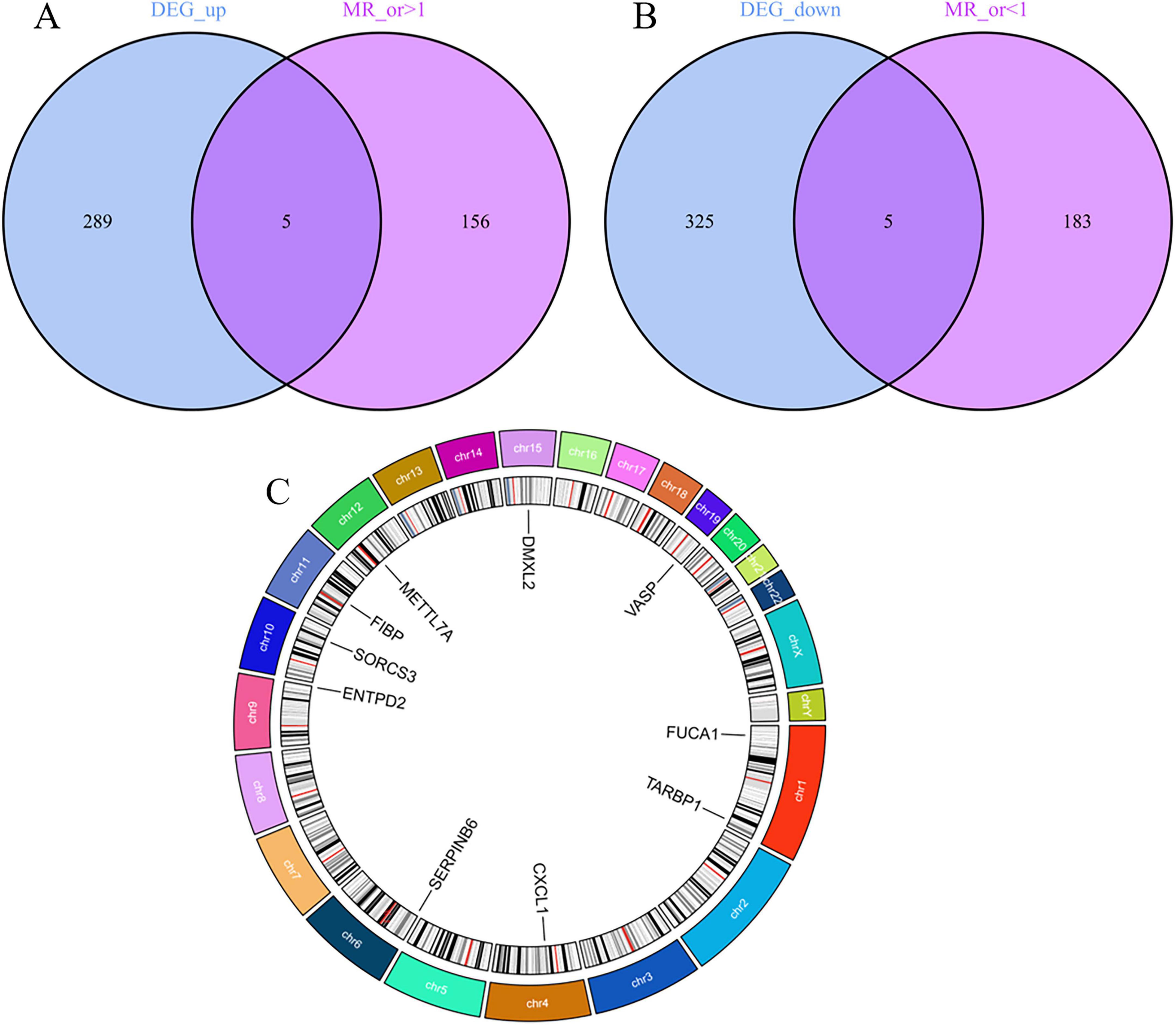 Venn diagrams and a circular chart illustrate genetic data. Diagram A shows overlapping genes between DEG_up (289) and MR_or>1 (156), with five shared. Diagram B shows DEG_down (325) and MR_or<1 (183), also sharing five. Chart C maps gene locations on chromosomes with labels like METTL7A and VASP.