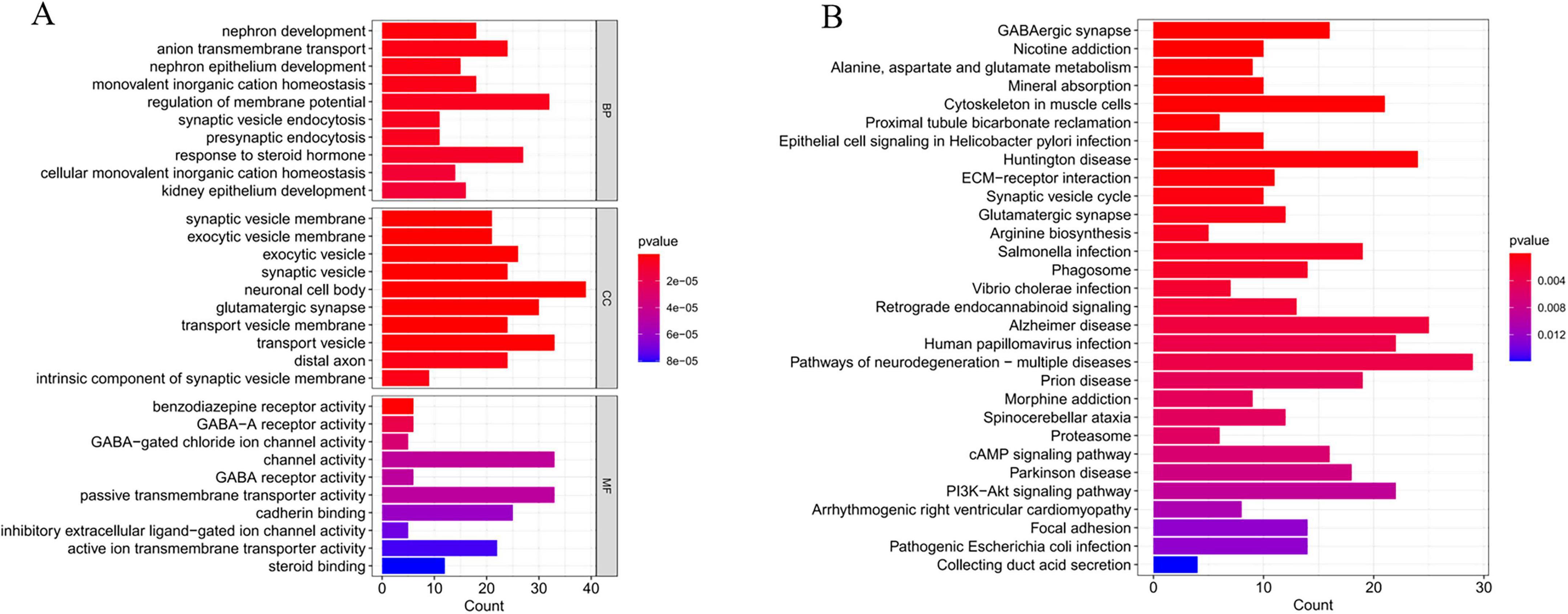 Side-by-side bar graphs labeled A and B depict the enrichment of various biological processes and pathways. Graph A shows processes like nephron development and synaptic vesicle endocytosis with bars color-coded by p-value. Graph B displays pathways such as GABAergic synapse and Nicotine addiction, similarly color-coded. Both graphs include a color gradient legend indicating p-value ranges.