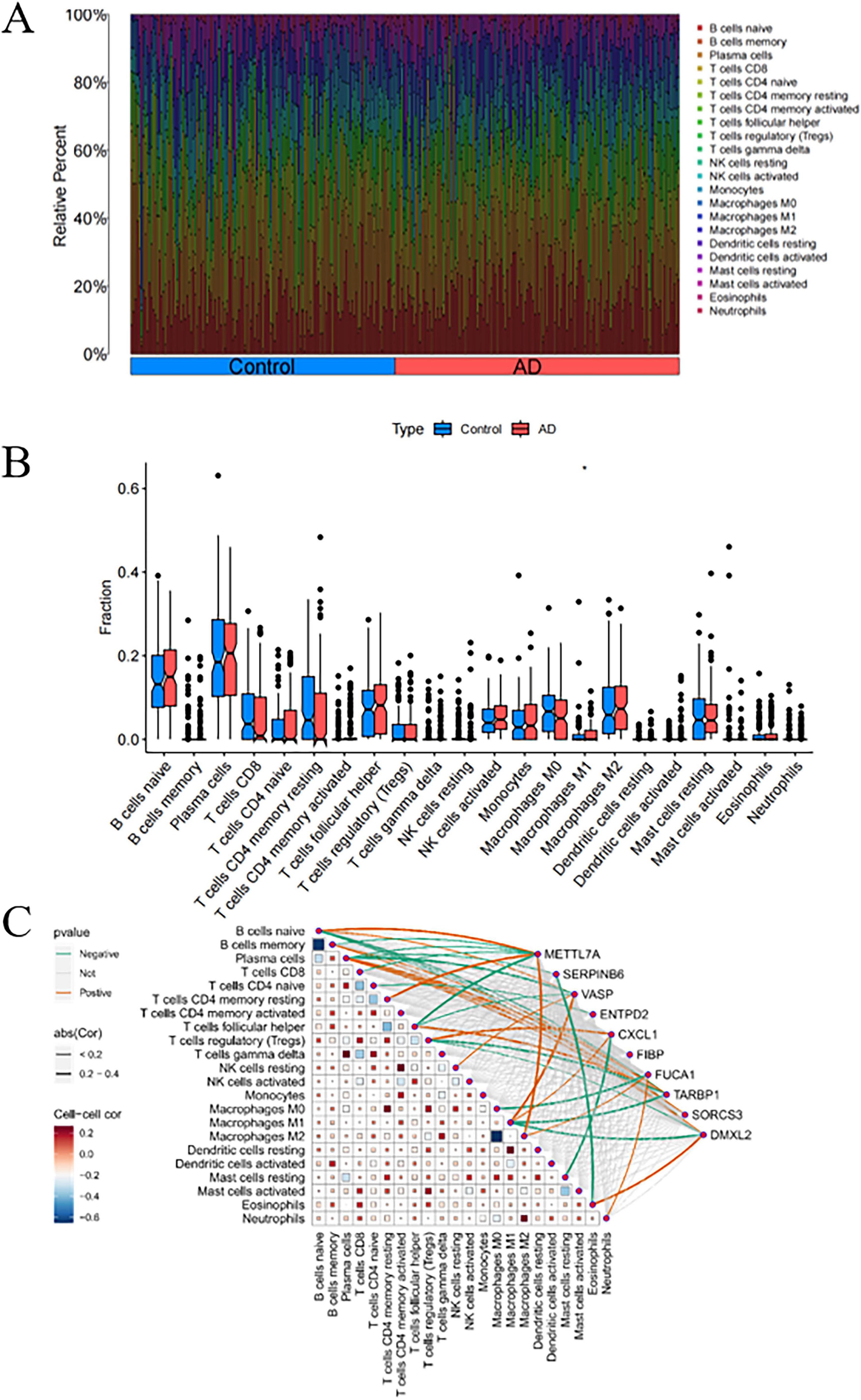 Panel A shows a stacked bar chart comparing cell type proportions between control and AD groups, with various immune cell types listed. Panel B is a box plot displaying fraction distributions of different cell types between control and AD, with blue for control and red for AD. Panel C features a correlation matrix with connecting lines illustrating cell type interactions, color-coded to indicate positive and negative correlations.